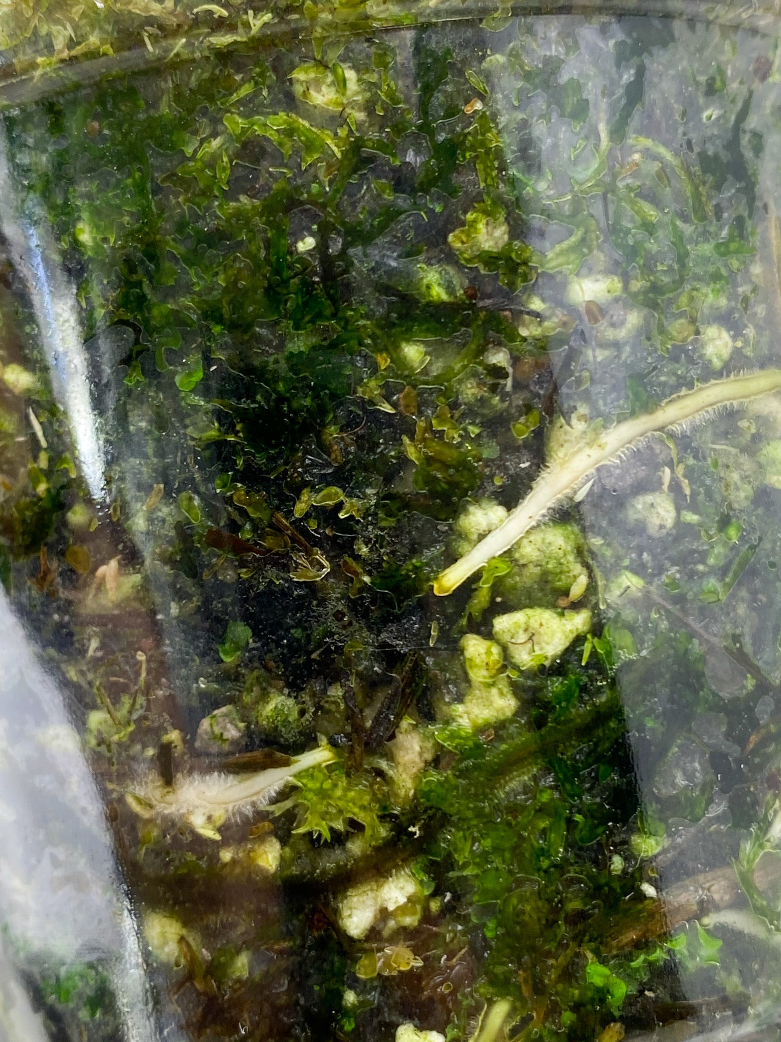 Rhaphidophora Puberula Variegated