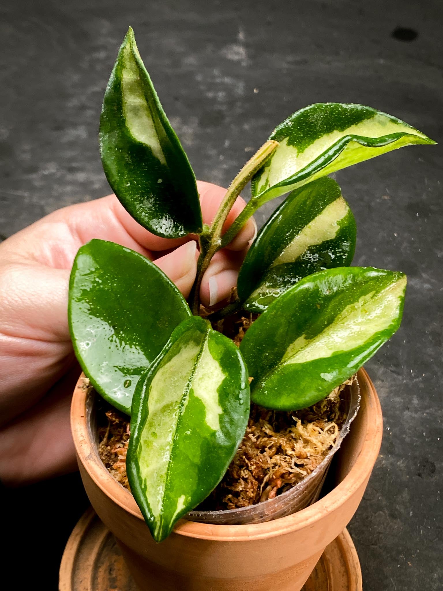 Hoya carnosa Crimson Princess Multiple Leaves Multiple Nodes Rooted