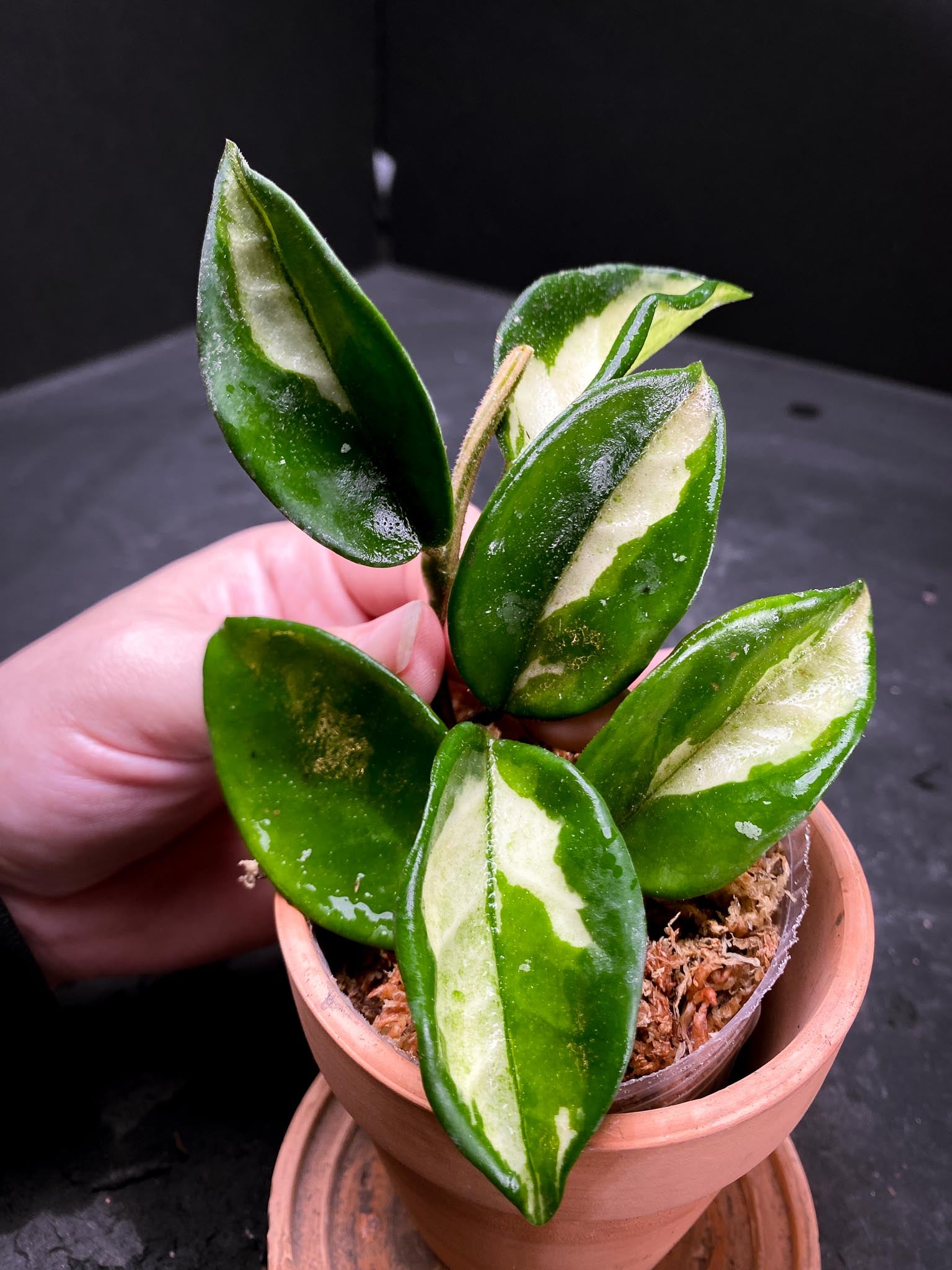 Hoya carnosa Crimson Princess Multiple Leaves Multiple Nodes Rooted