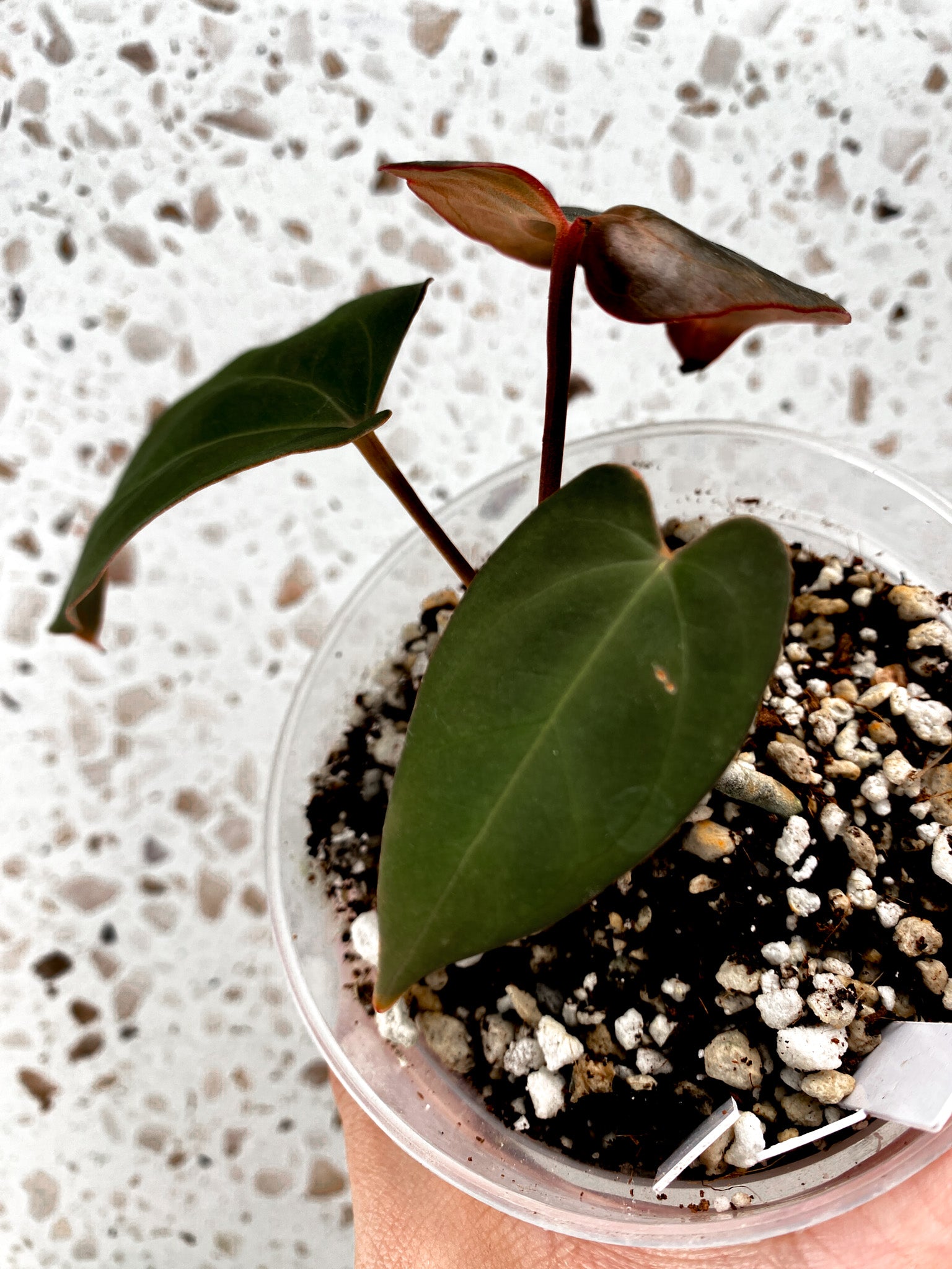 Anthurium Papillilaminum x King of Spades 3 leaf baby plant