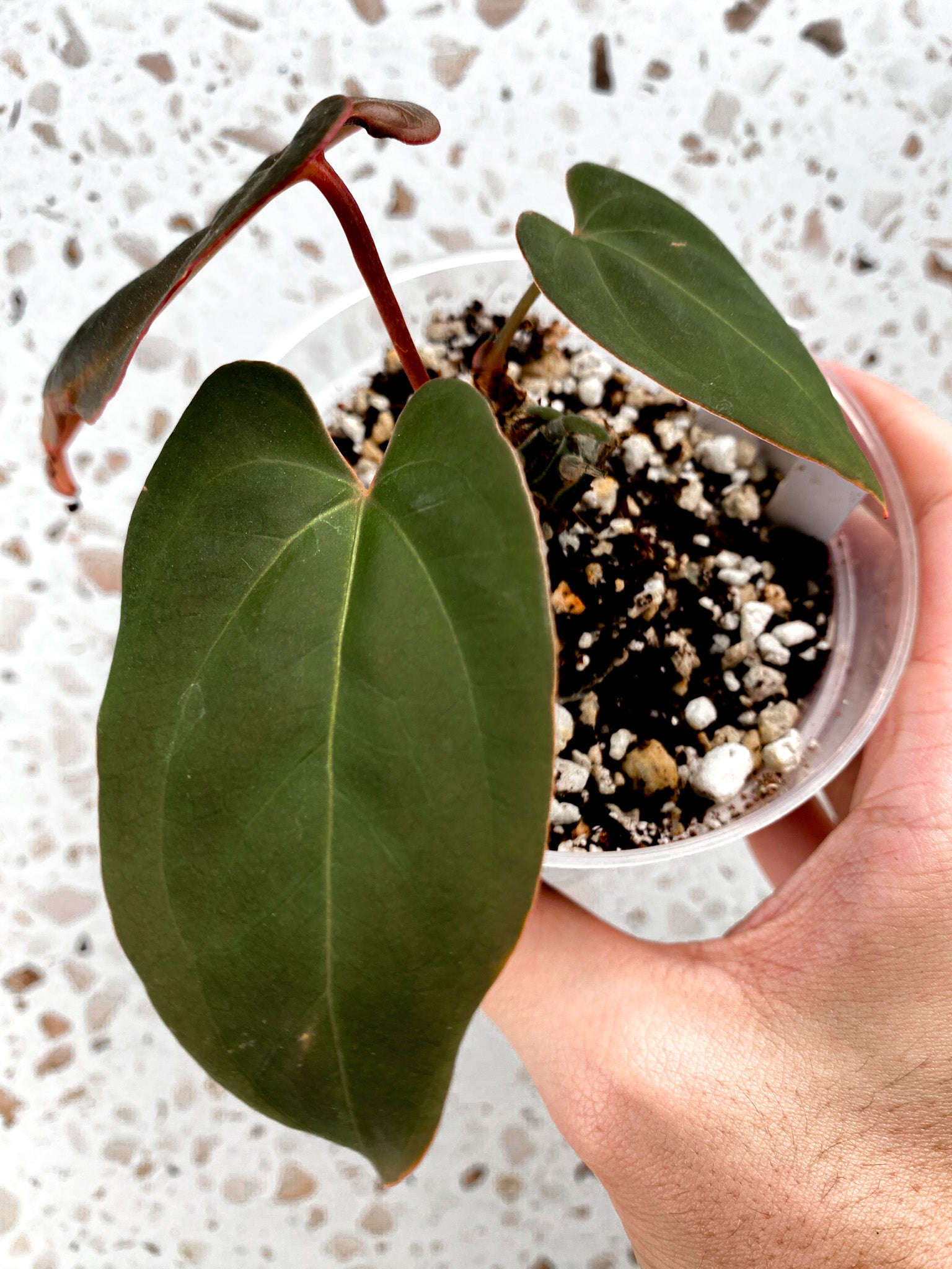 Anthurium Papillilaminum x King of Spades 3 leaf baby plant