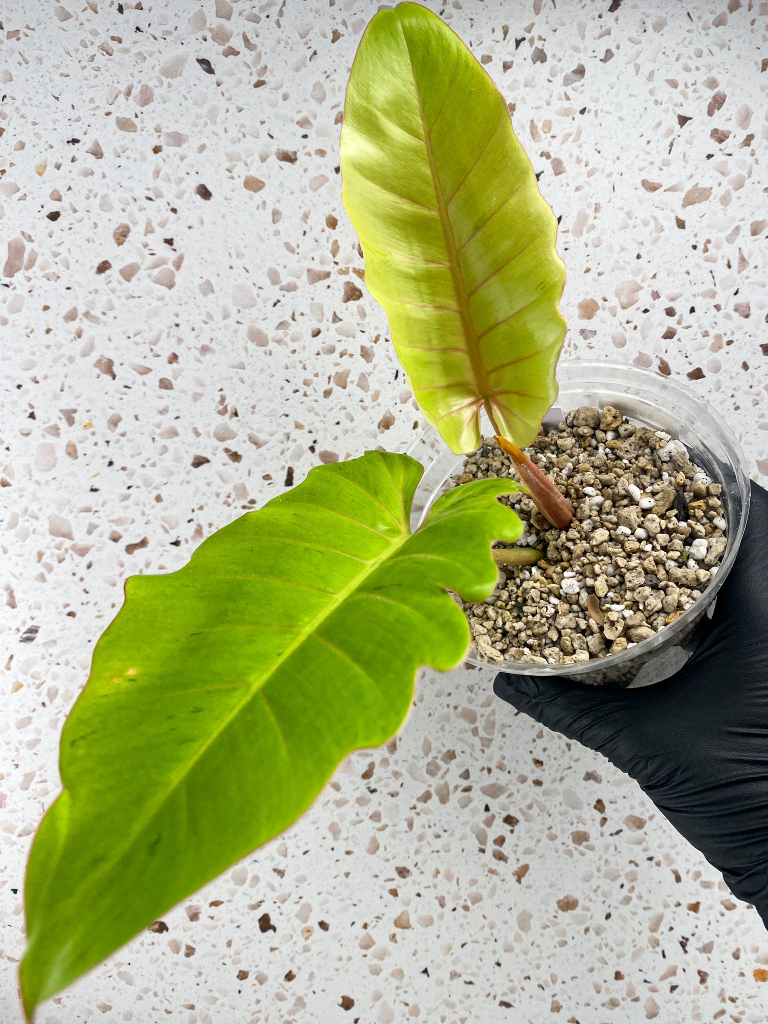 Philodendron Snowdrift 2 leaf top cutting