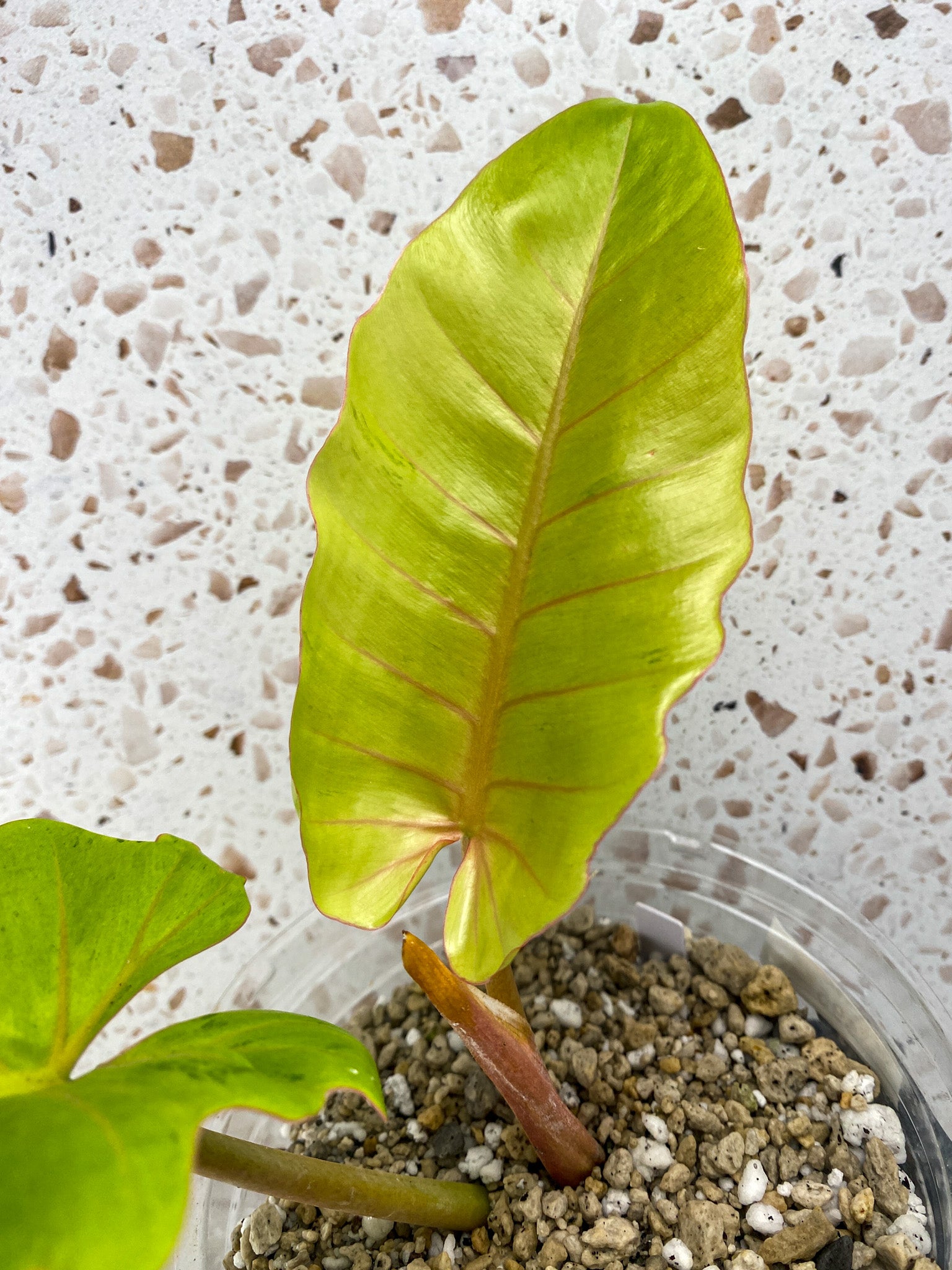 Philodendron Snowdrift 2 leaf top cutting