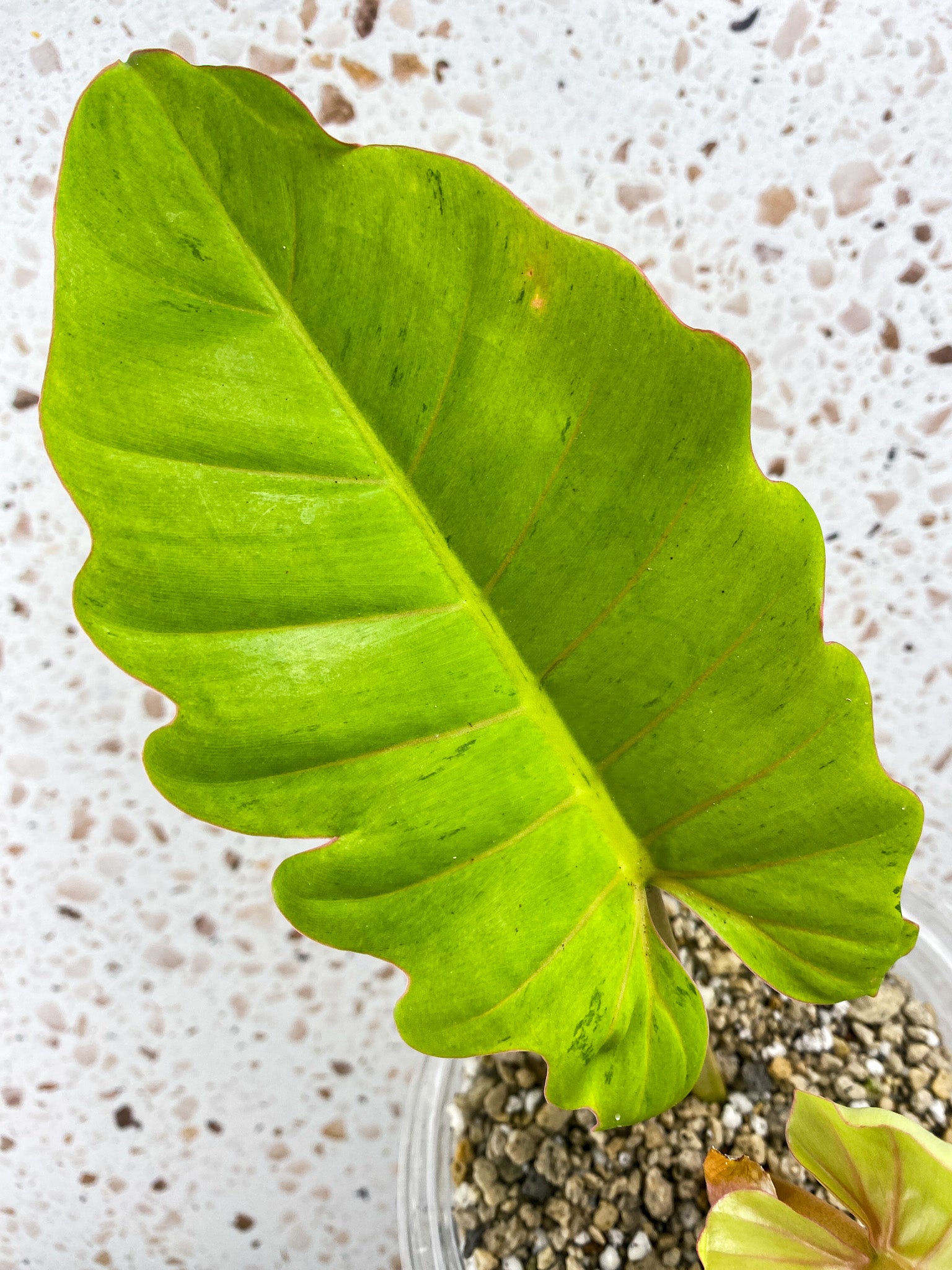 Philodendron Snowdrift 2 leaf top cutting