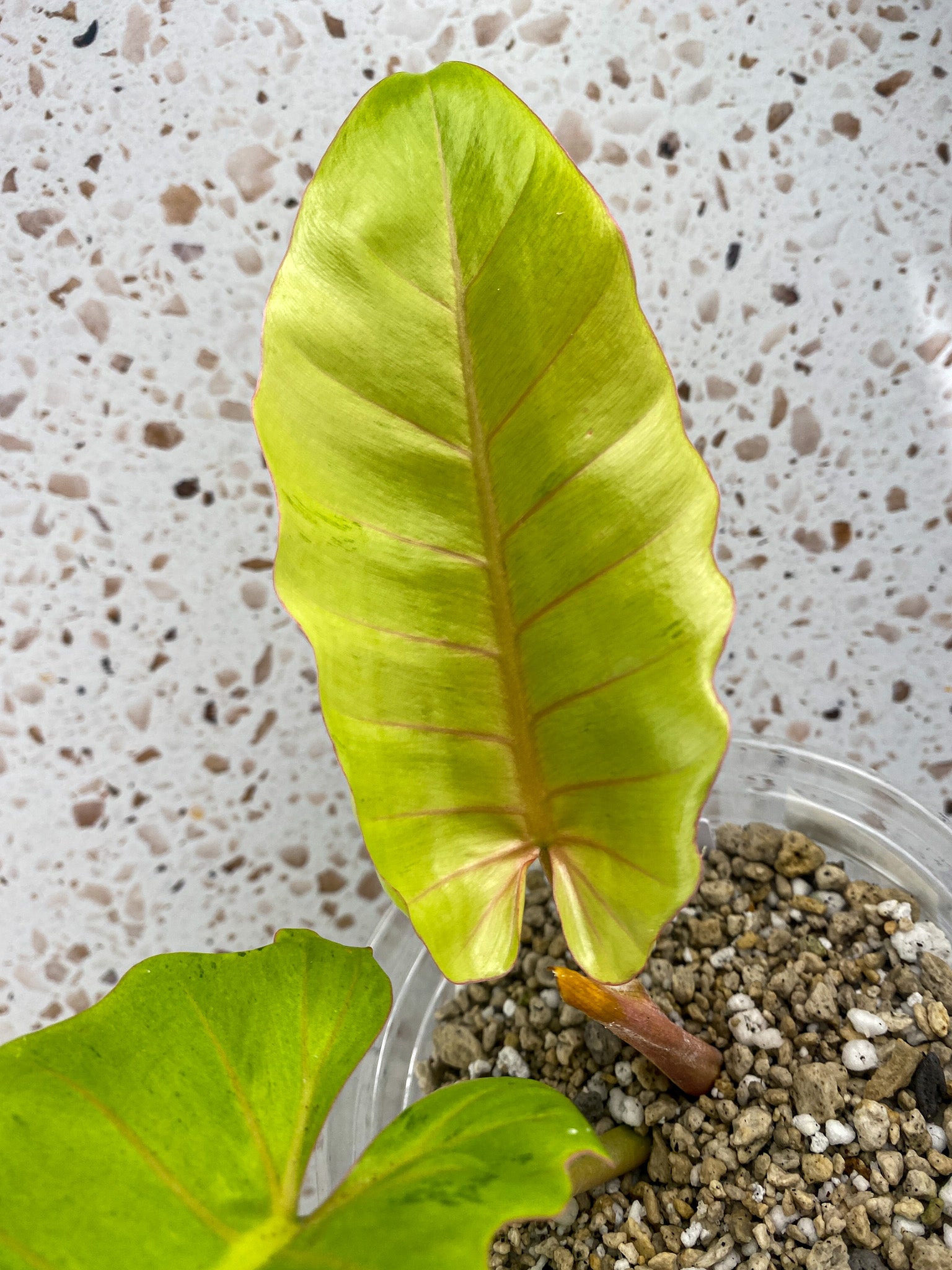 Philodendron Snowdrift 2 leaf top cutting