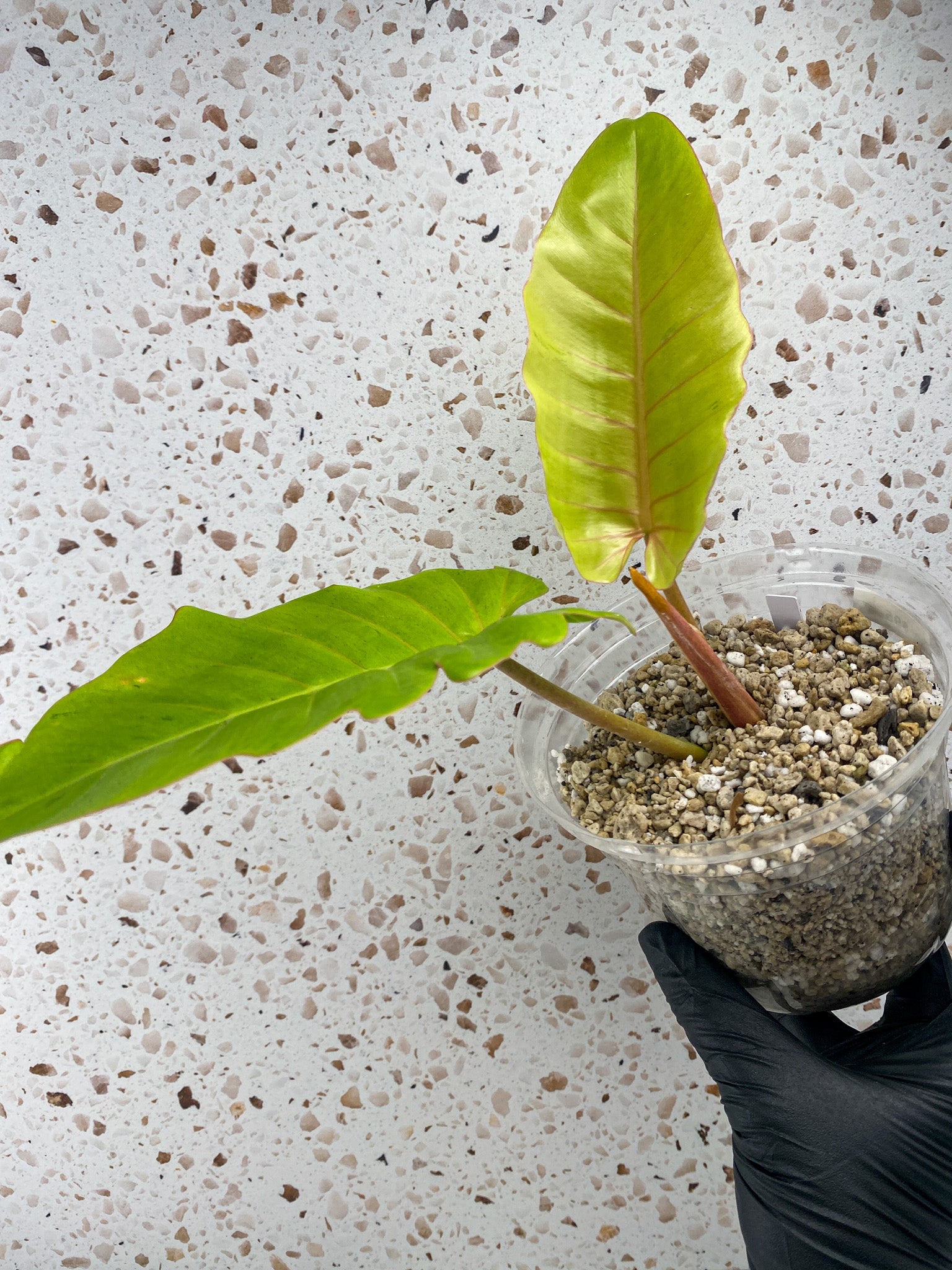 Philodendron Snowdrift 2 leaf top cutting
