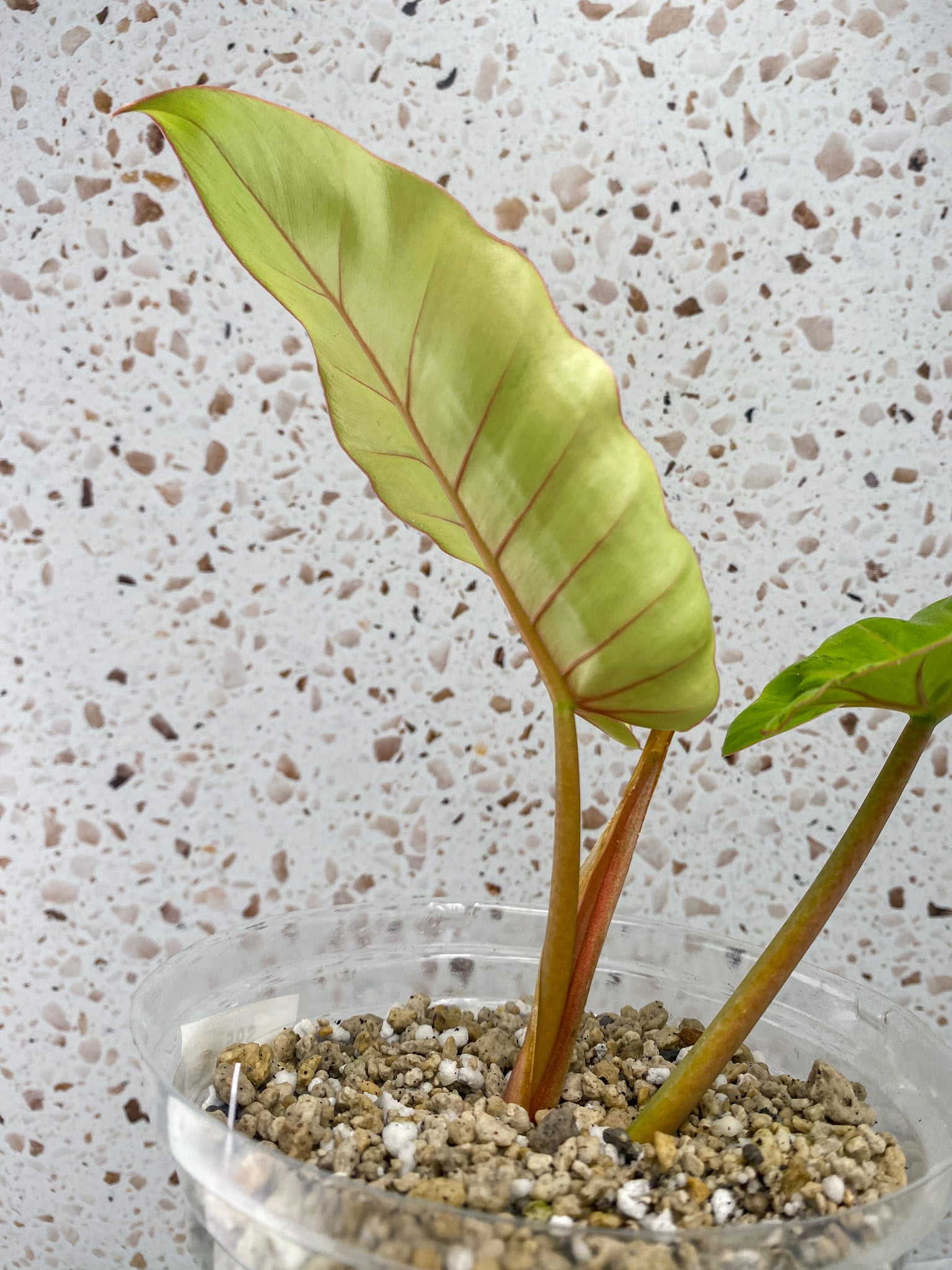 Philodendron Snowdrift 2 leaf top cutting