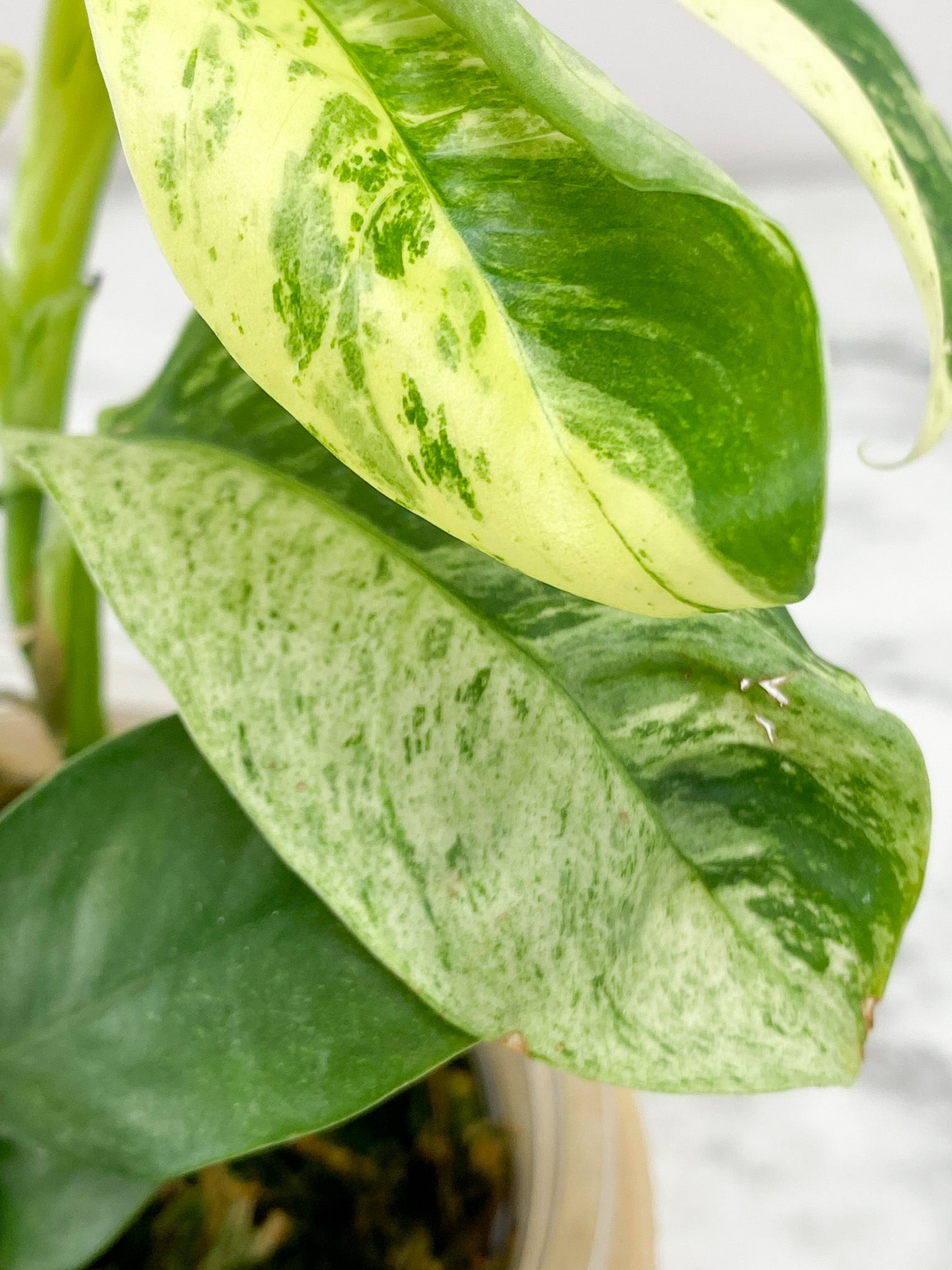 Rhaphidophora Puberula Variegated