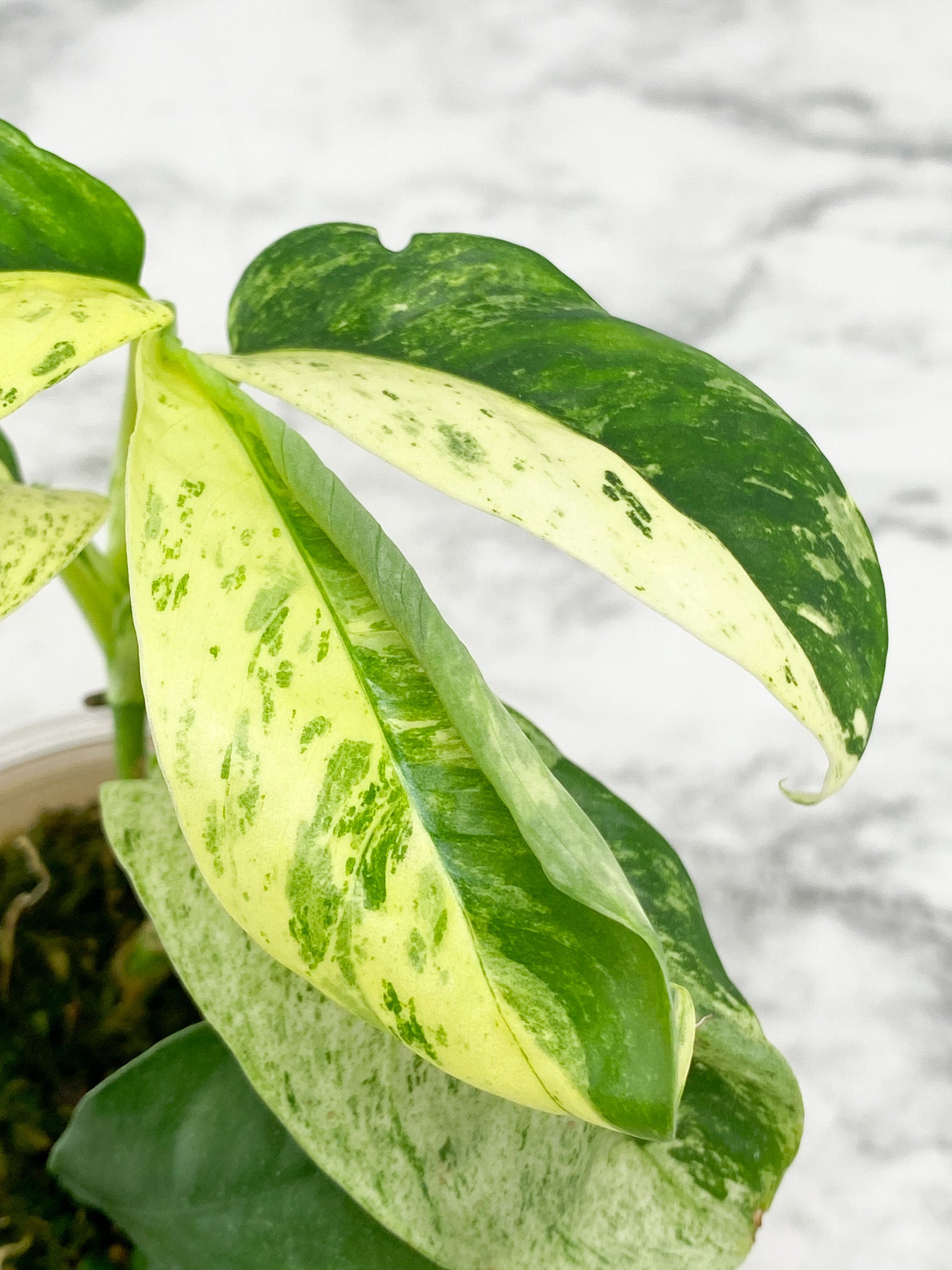 Rhaphidophora Puberula Variegated