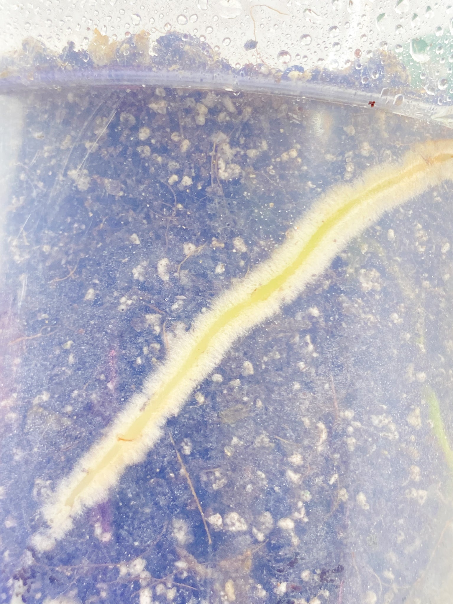 Give-away: Rhaphidophora Sp Flame 1 leaf top cutting