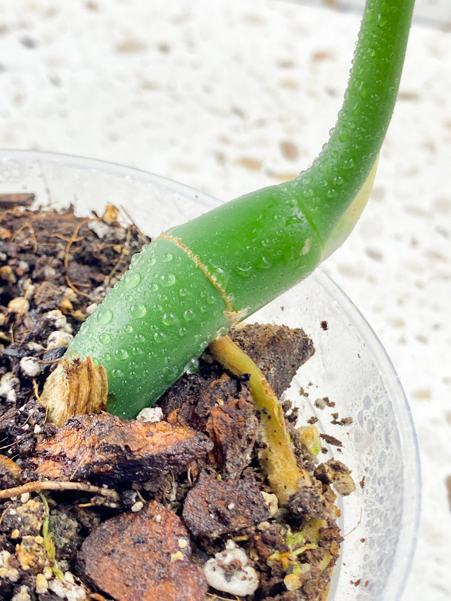 Give-away: Rhaphidophora Sp Flame 1 leaf top cutting