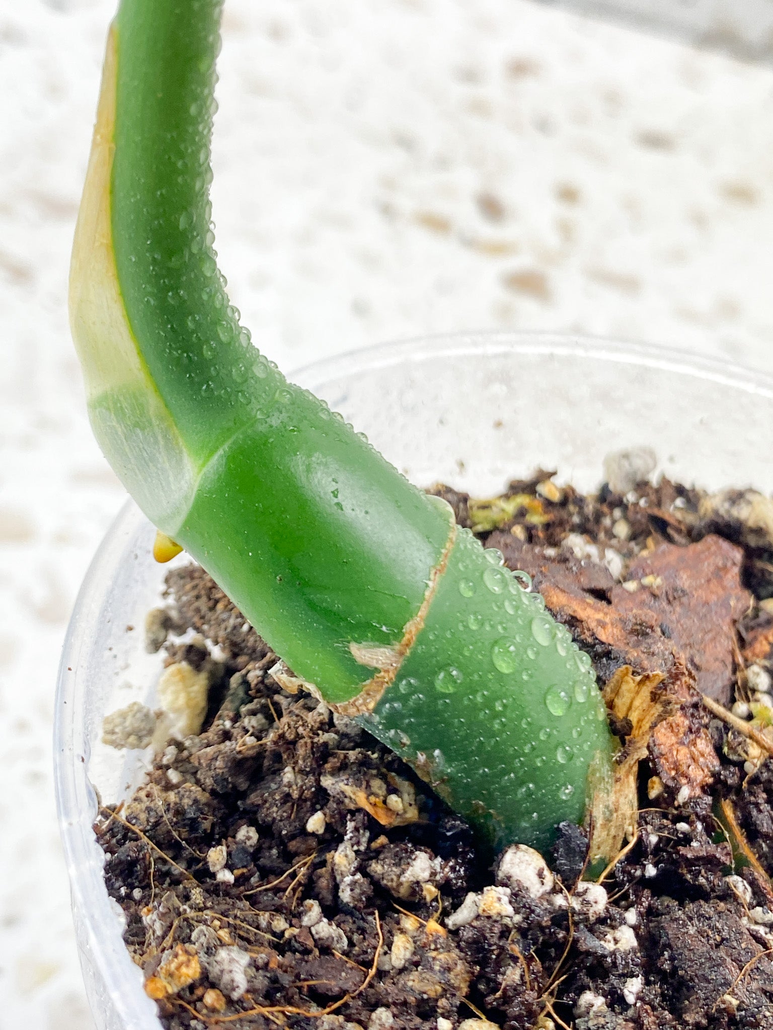 Give-away: Rhaphidophora Sp Flame 1 leaf top cutting