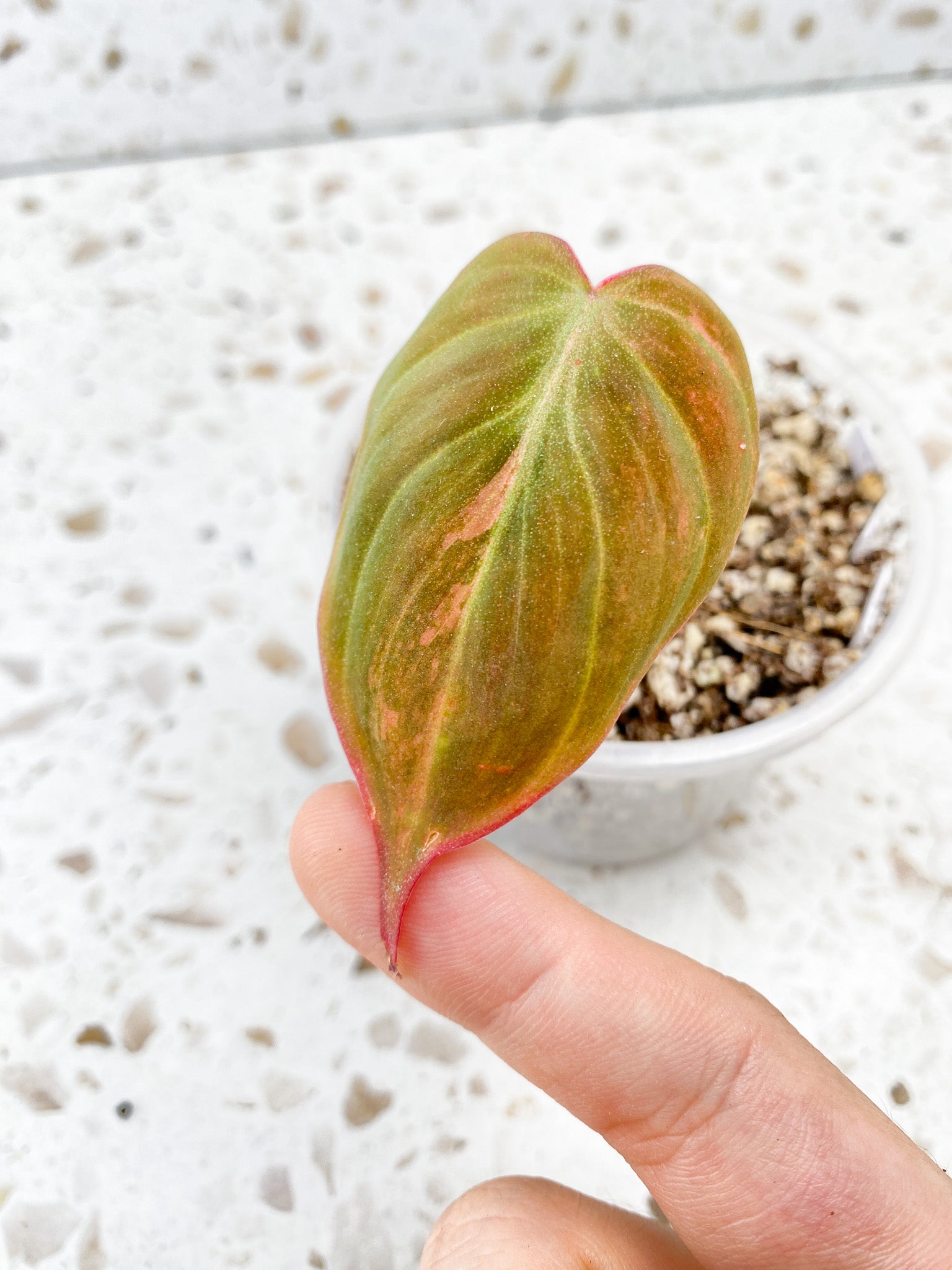 Philodendron Micans Variegated 1 leaf pink hue