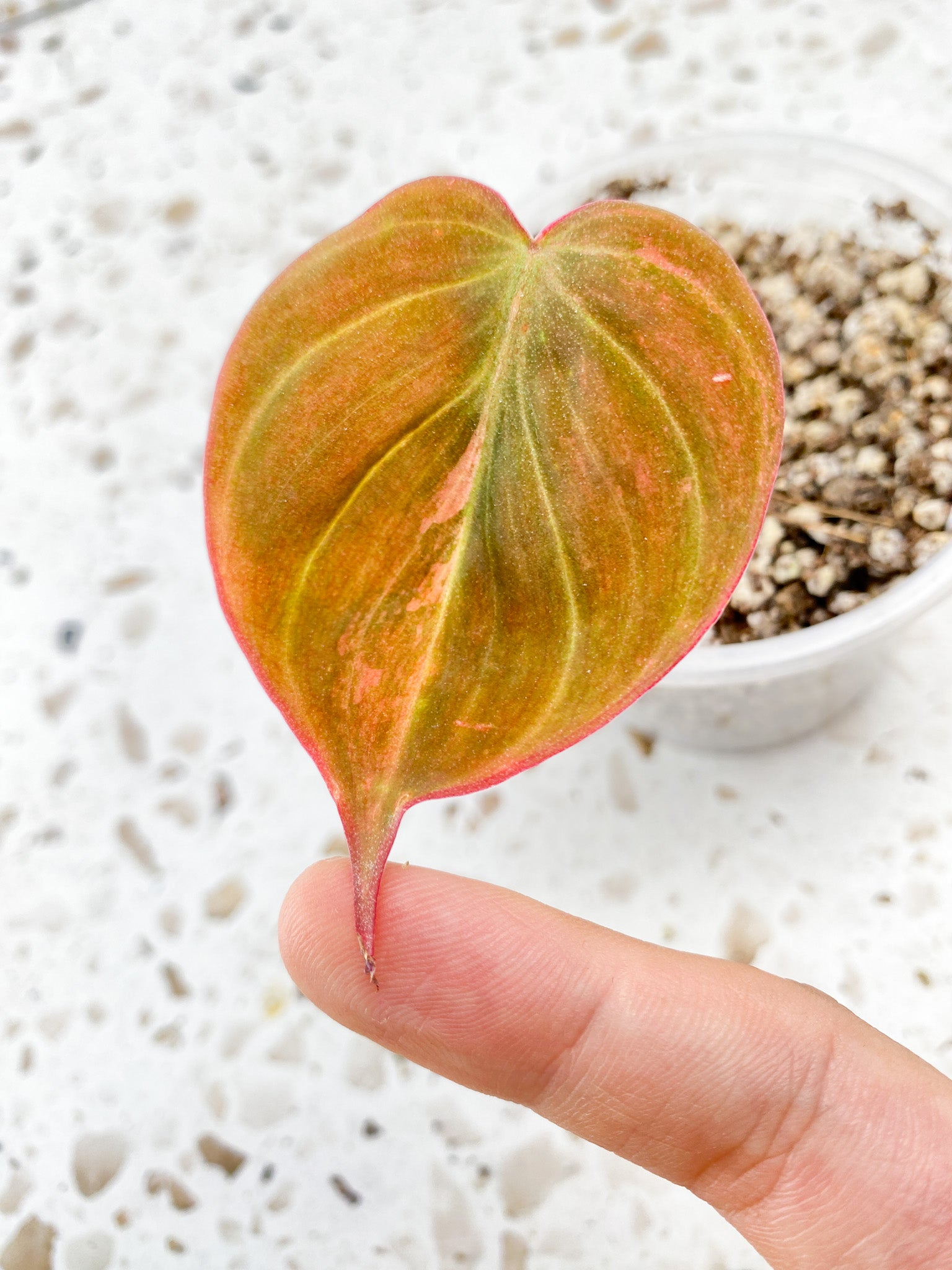 Philodendron Micans Variegated 1 leaf pink hue
