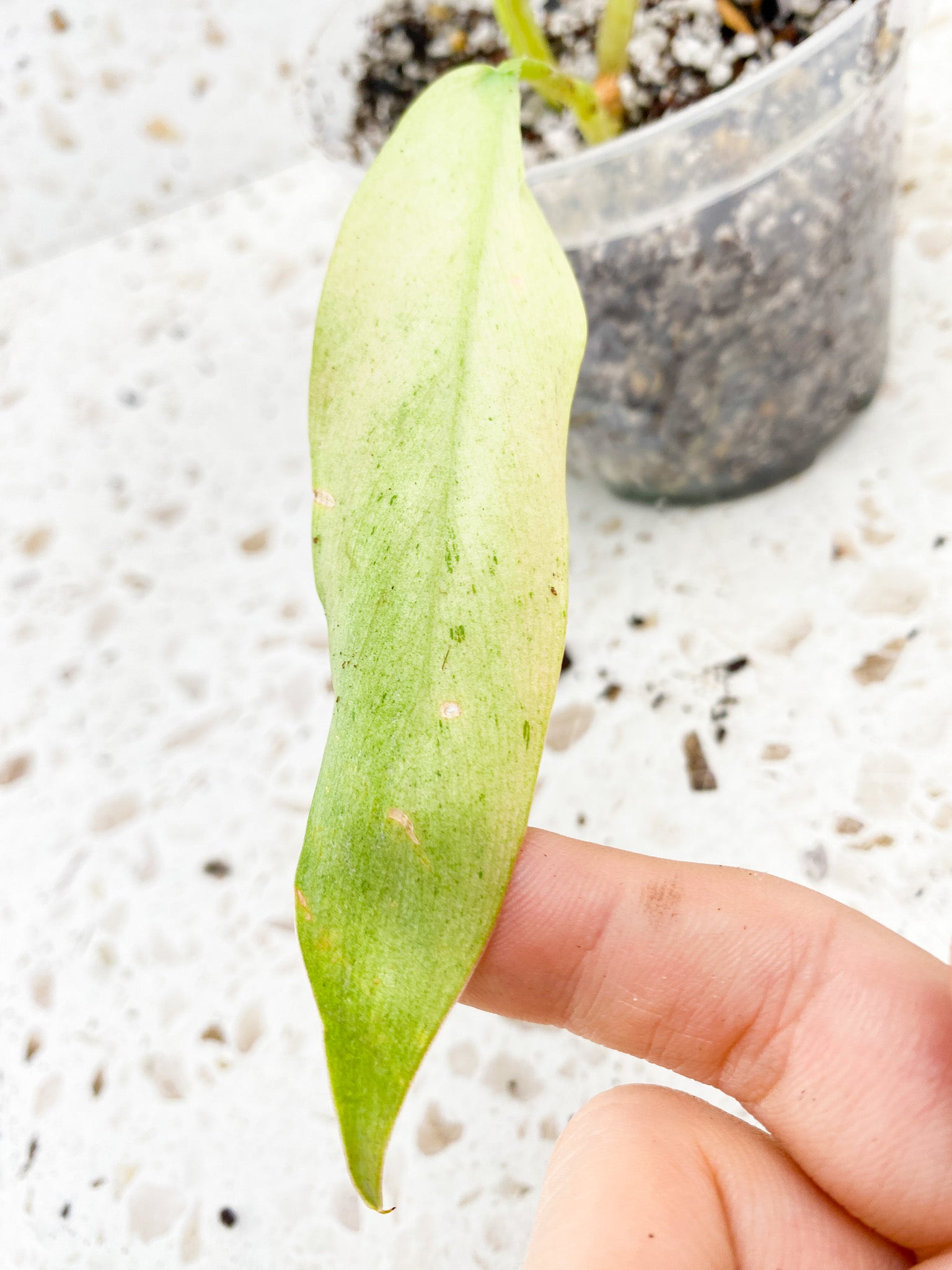 Philodendron Whipple Way 3 leaves