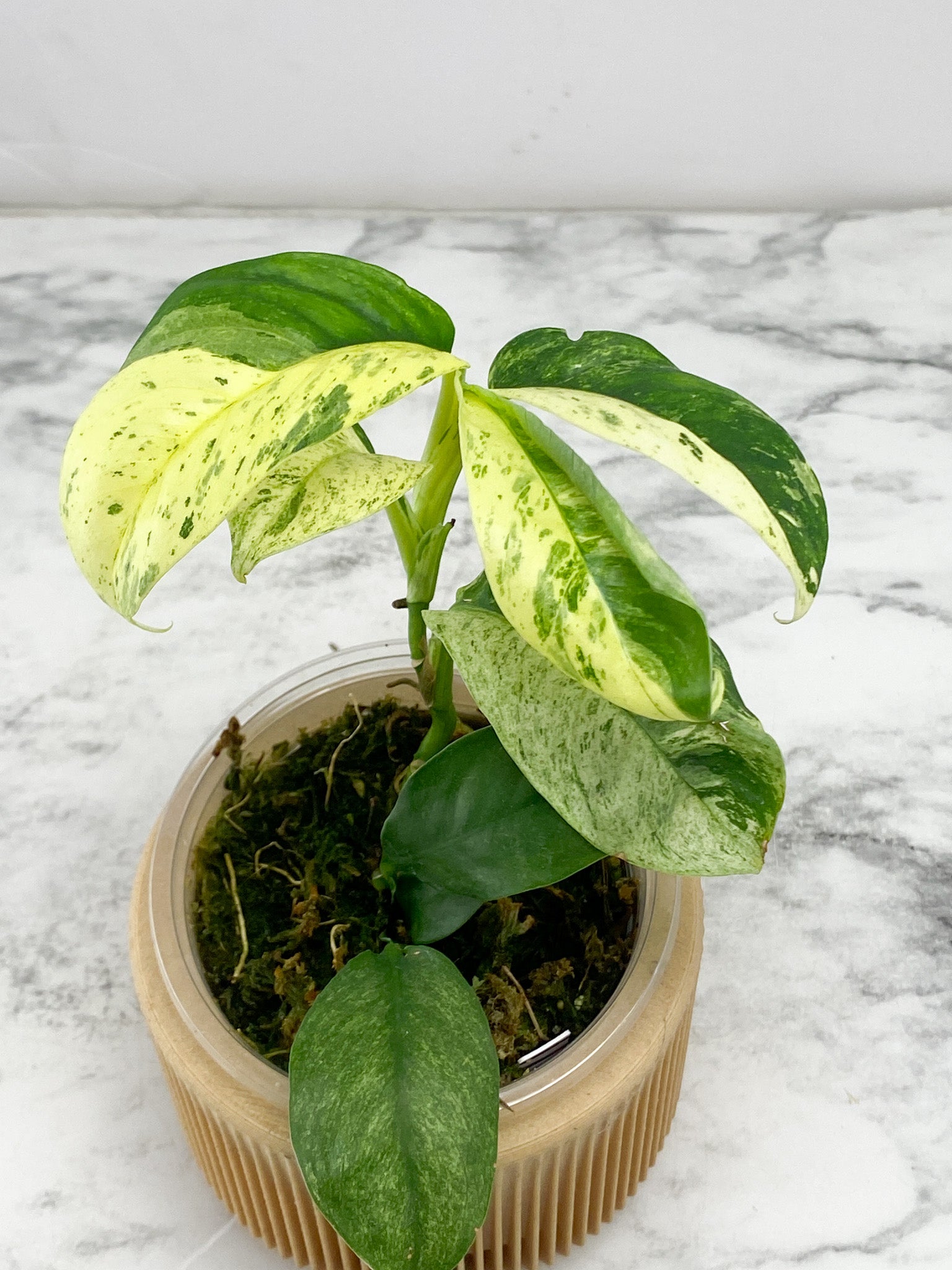 Rhaphidophora Puberula Variegated