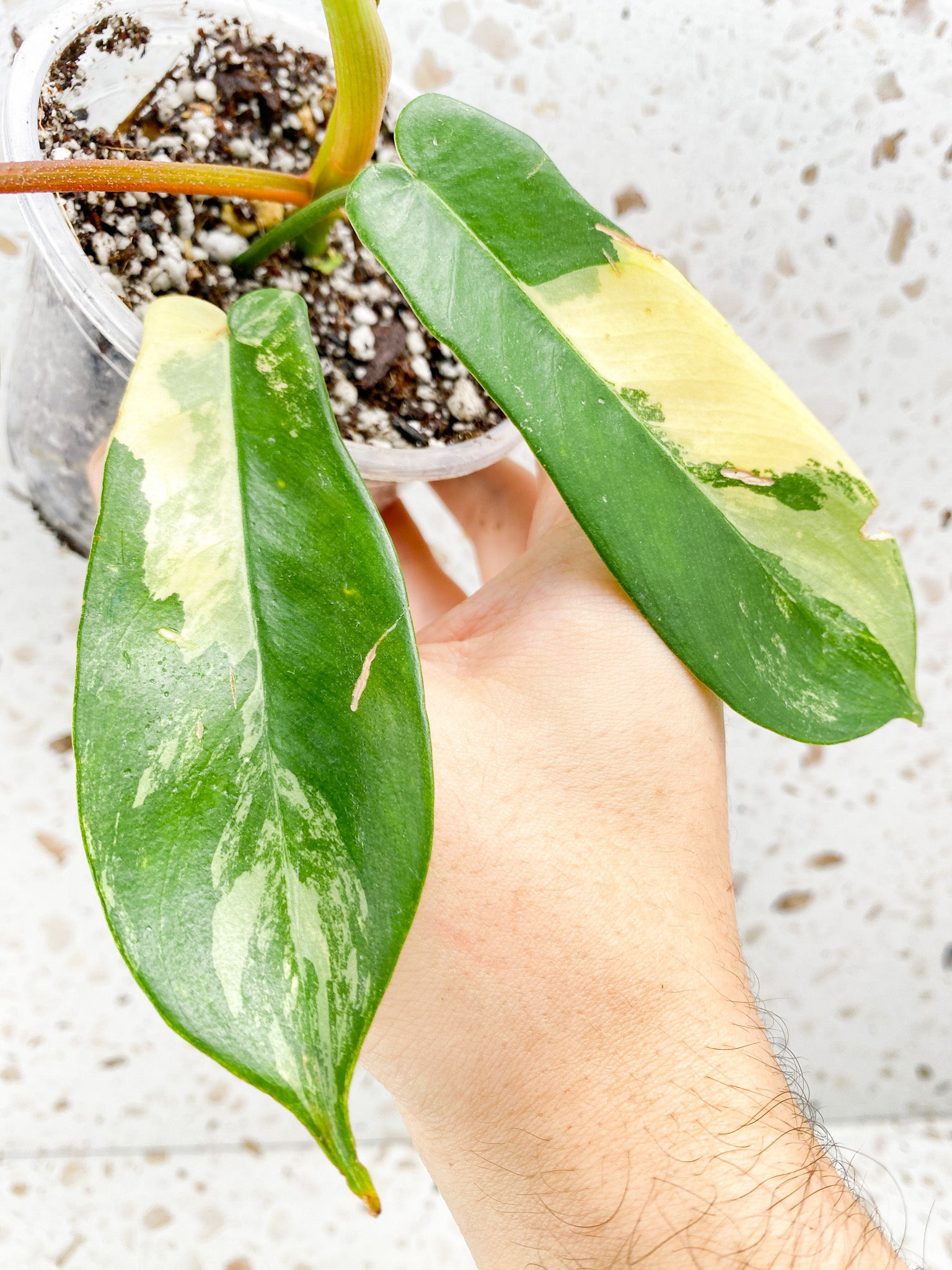 Philodendron Florida Beauty 4 leaves 1 unfurling baby plant