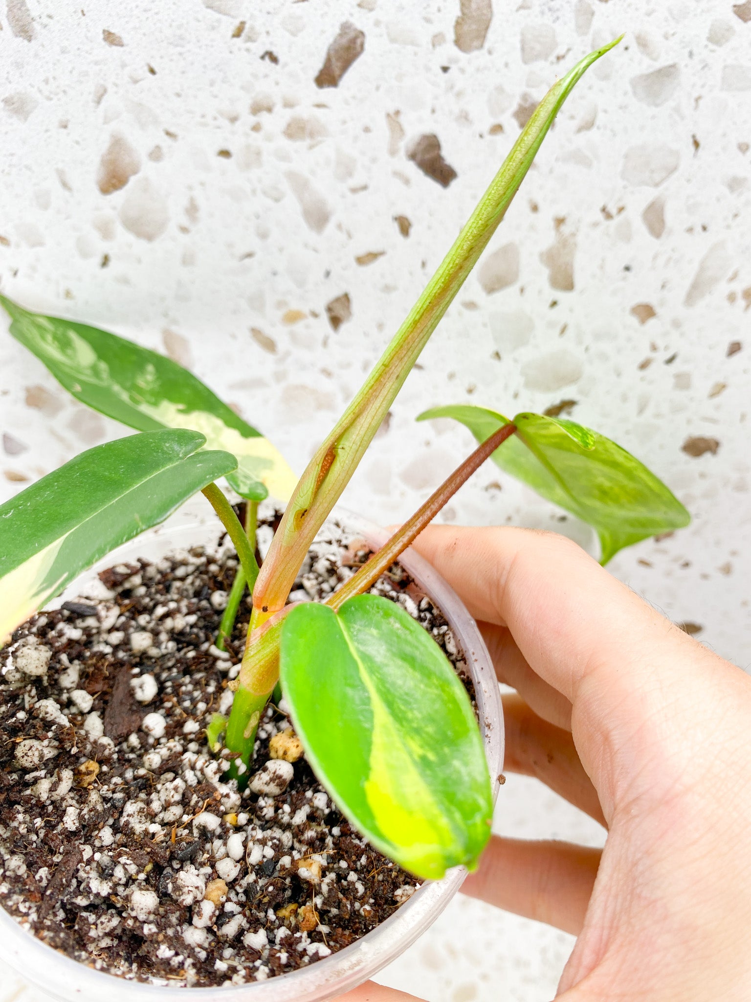 Philodendron Florida Beauty 4 leaves 1 unfurling baby plant