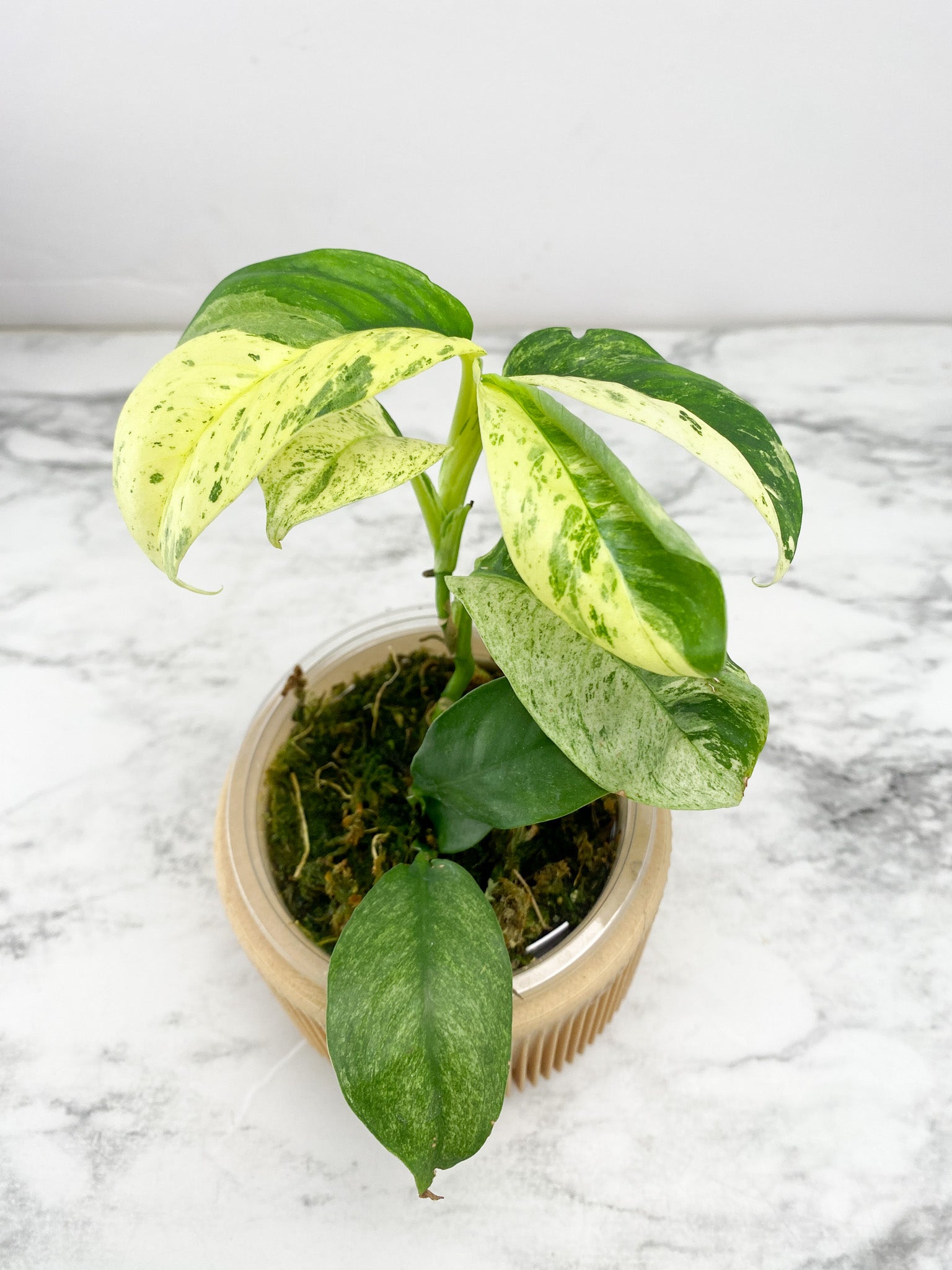 Rhaphidophora Puberula Variegated