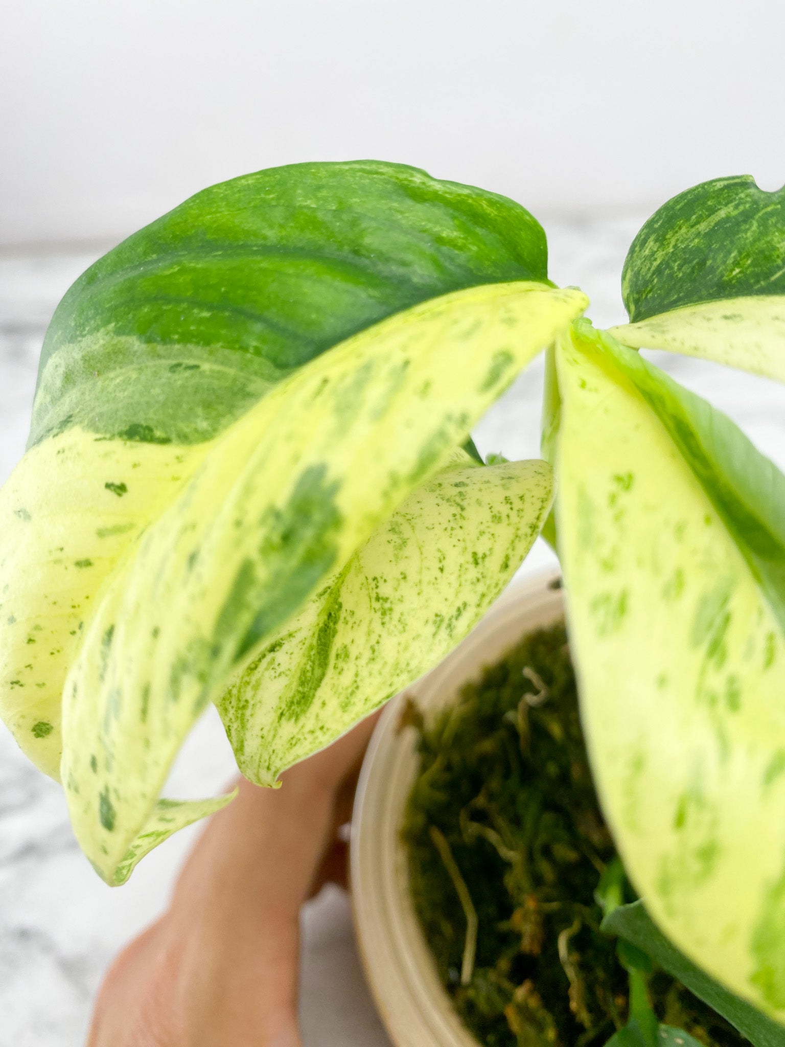 Rhaphidophora Puberula Variegated