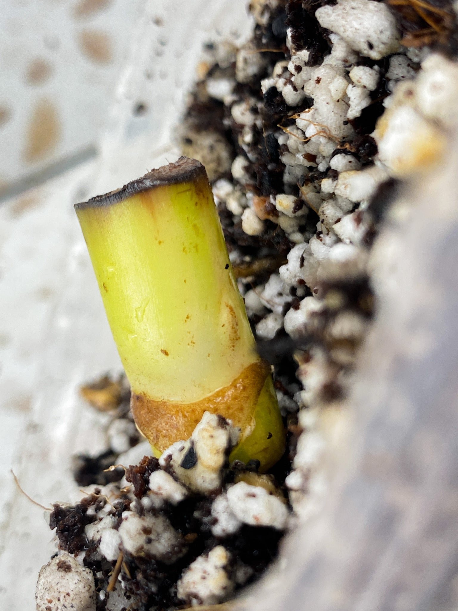 Monstera Aurea Tricolor node