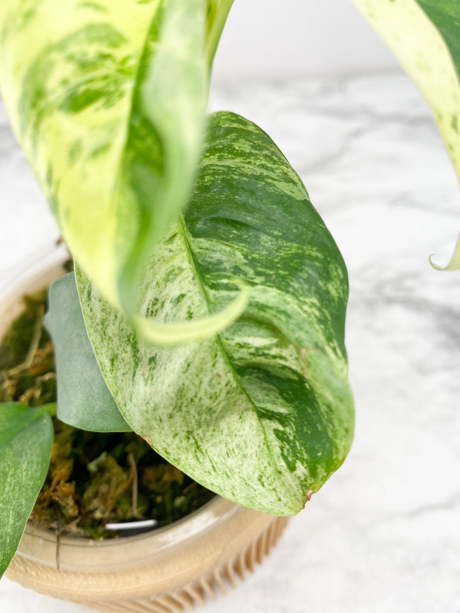 Rhaphidophora Puberula Variegated
