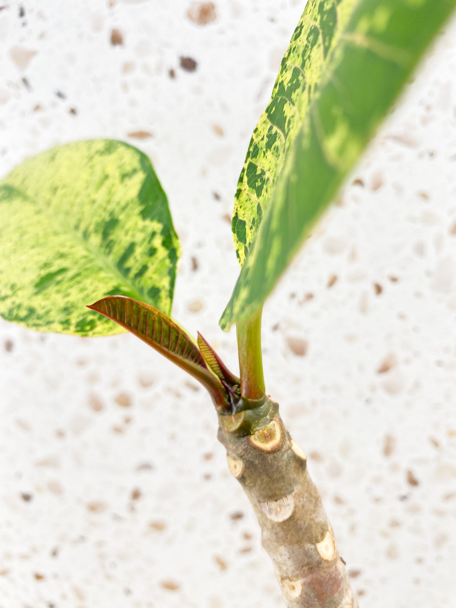 Plumeria Maya Variegated 2 leaves with new growth