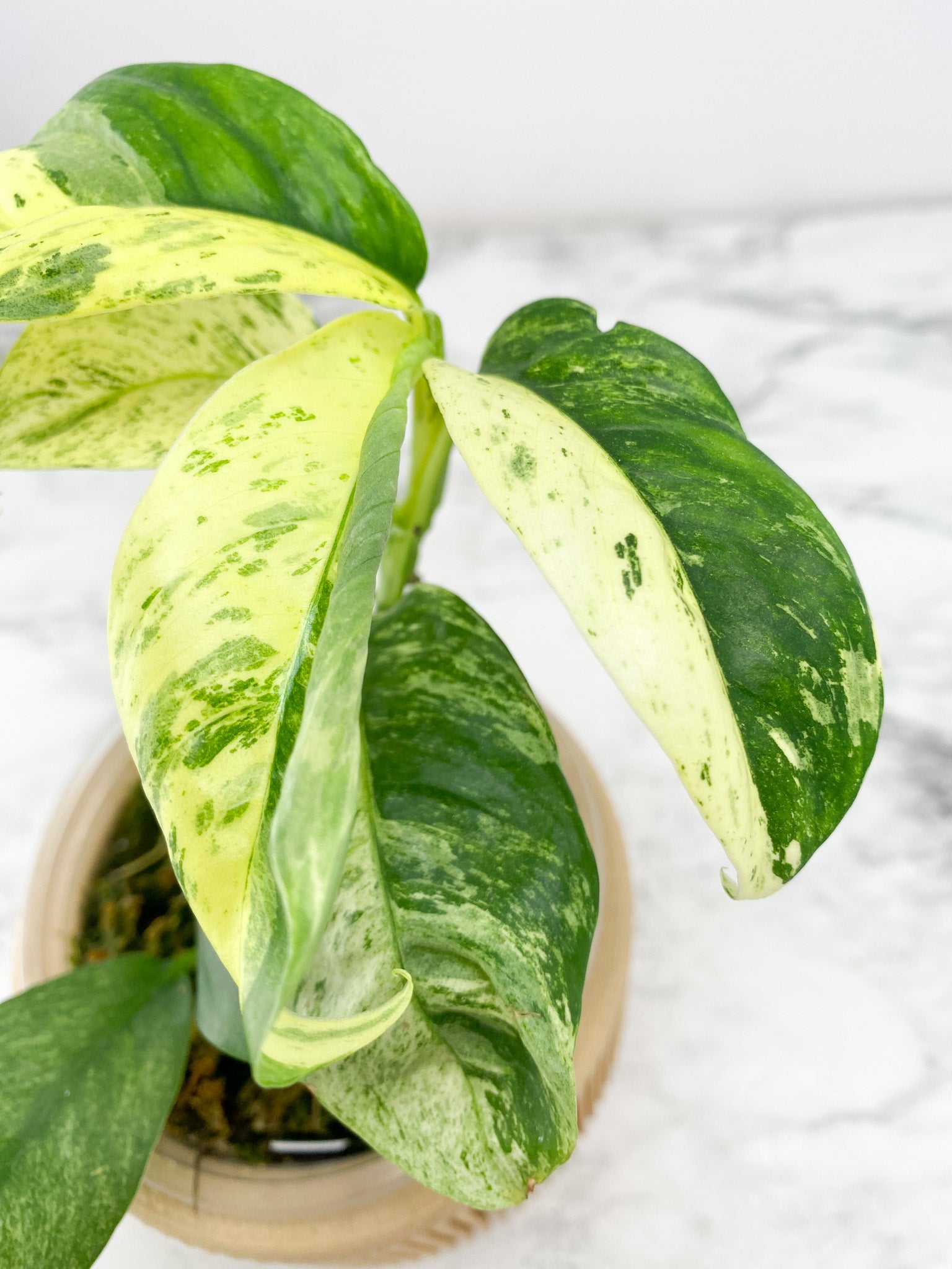 Rhaphidophora Puberula Variegated