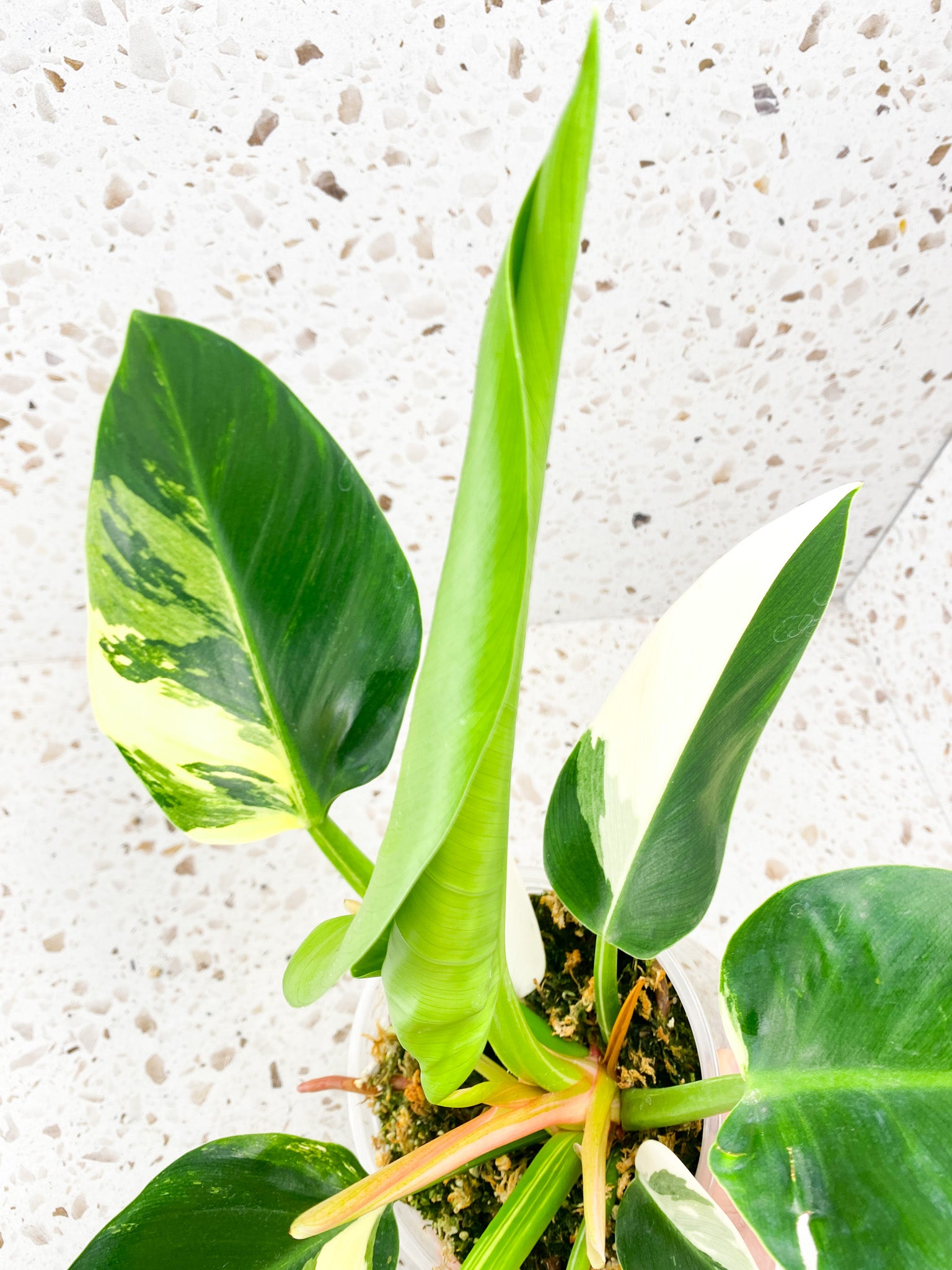 Philodendron Green Congo Variegated Rooted