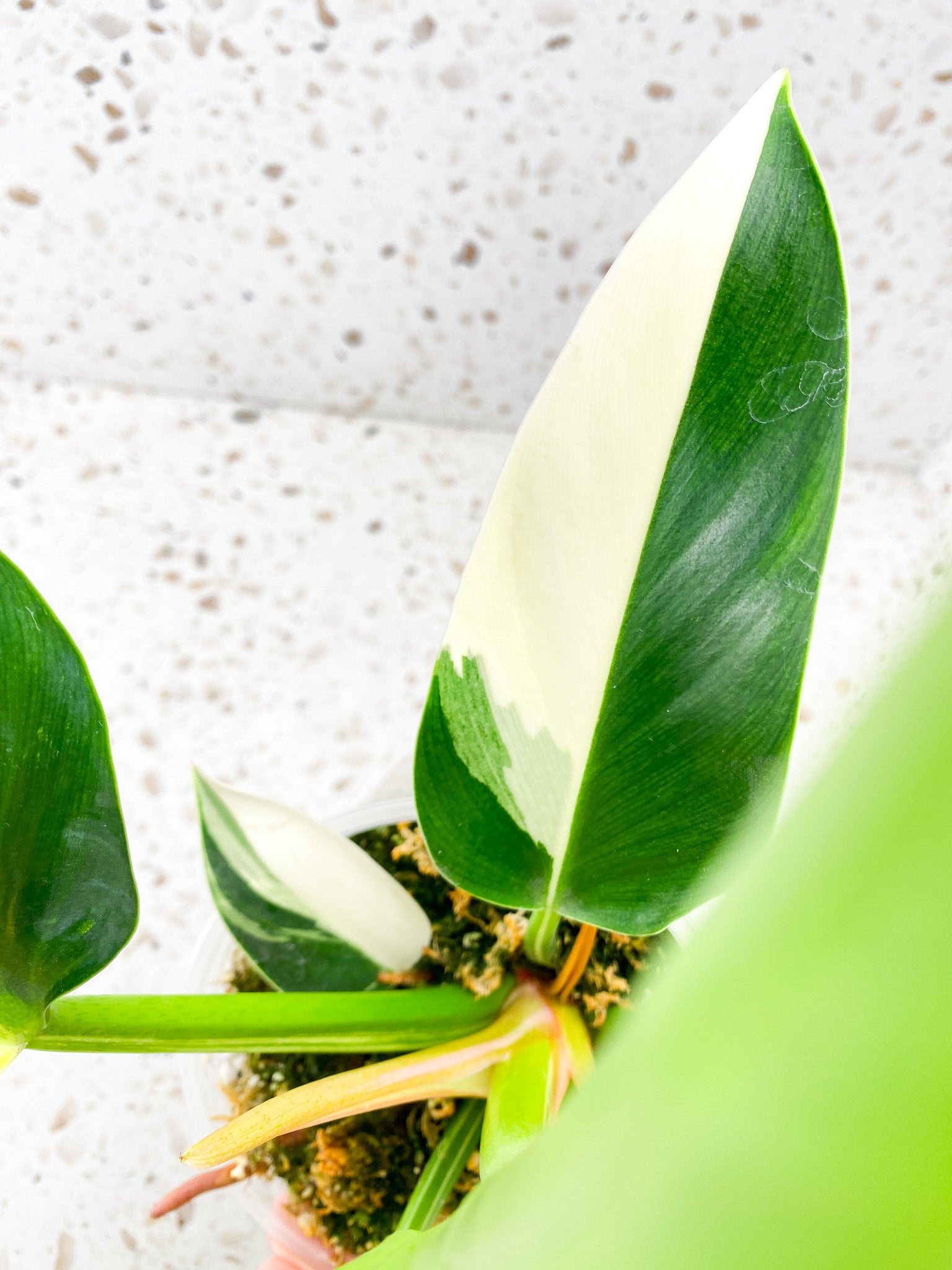 Philodendron Green Congo Variegated Rooted