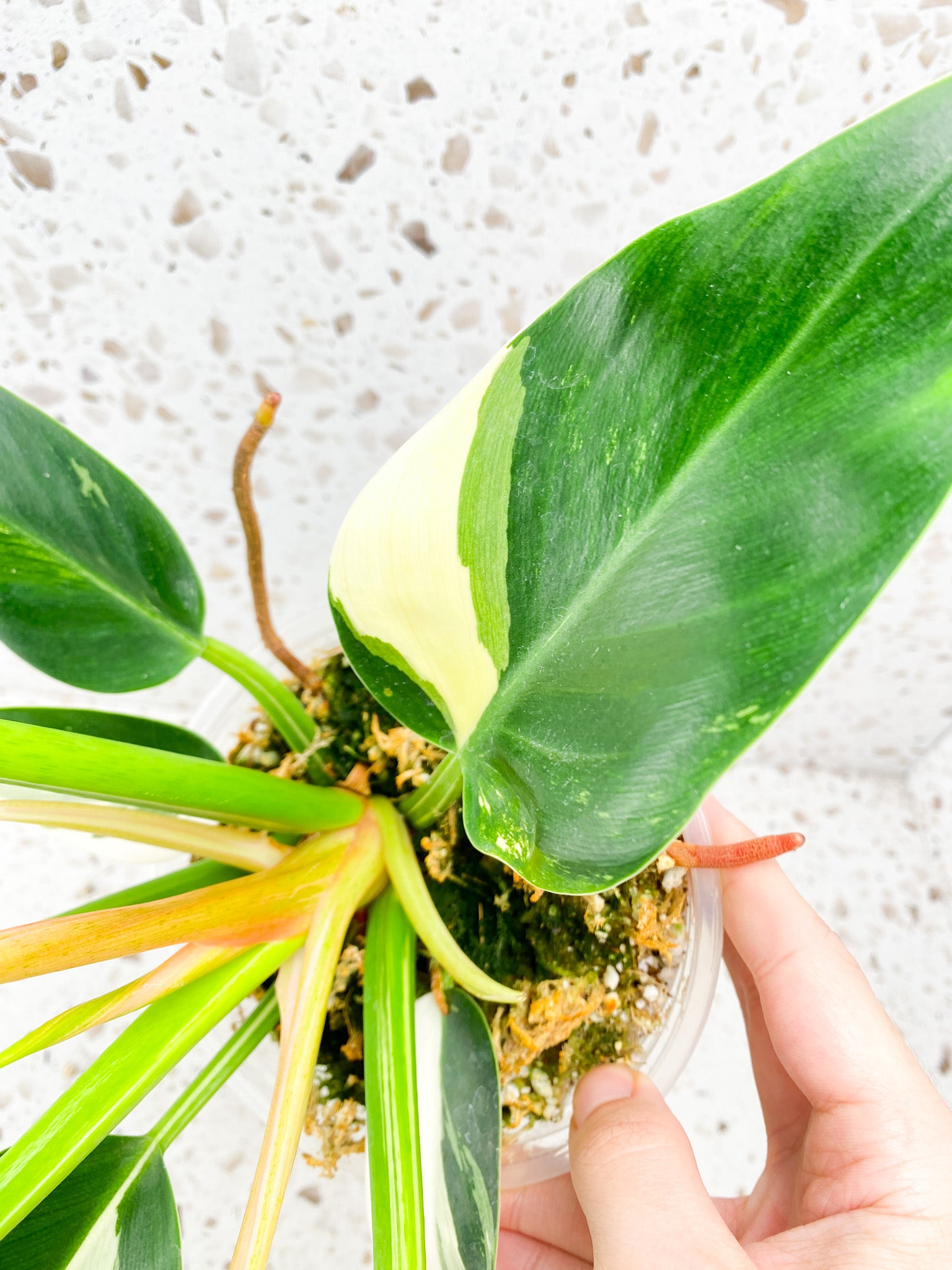 Philodendron Green Congo Variegated Rooted