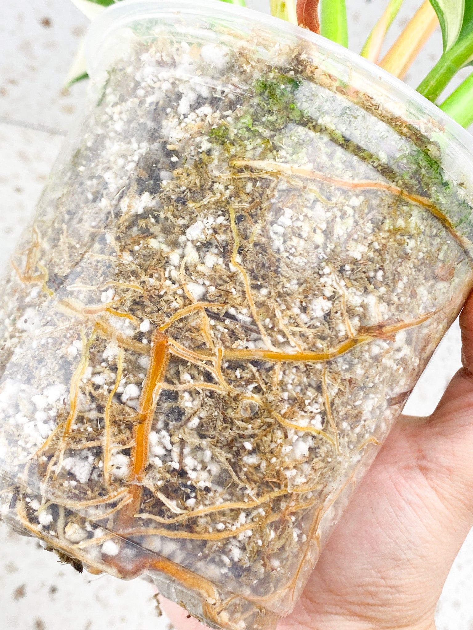 Philodendron Green Congo Variegated Rooted