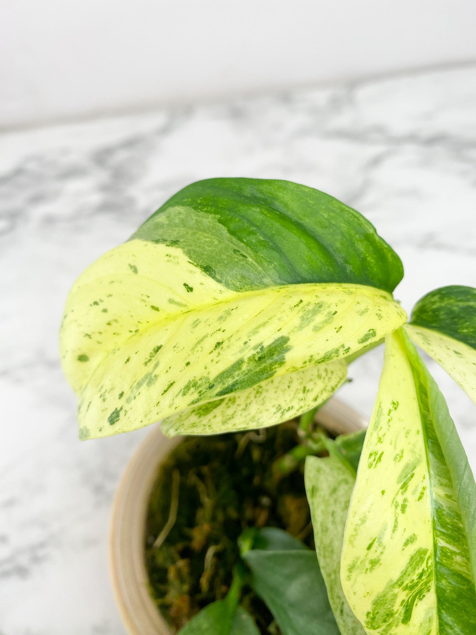 Rhaphidophora Puberula Variegated