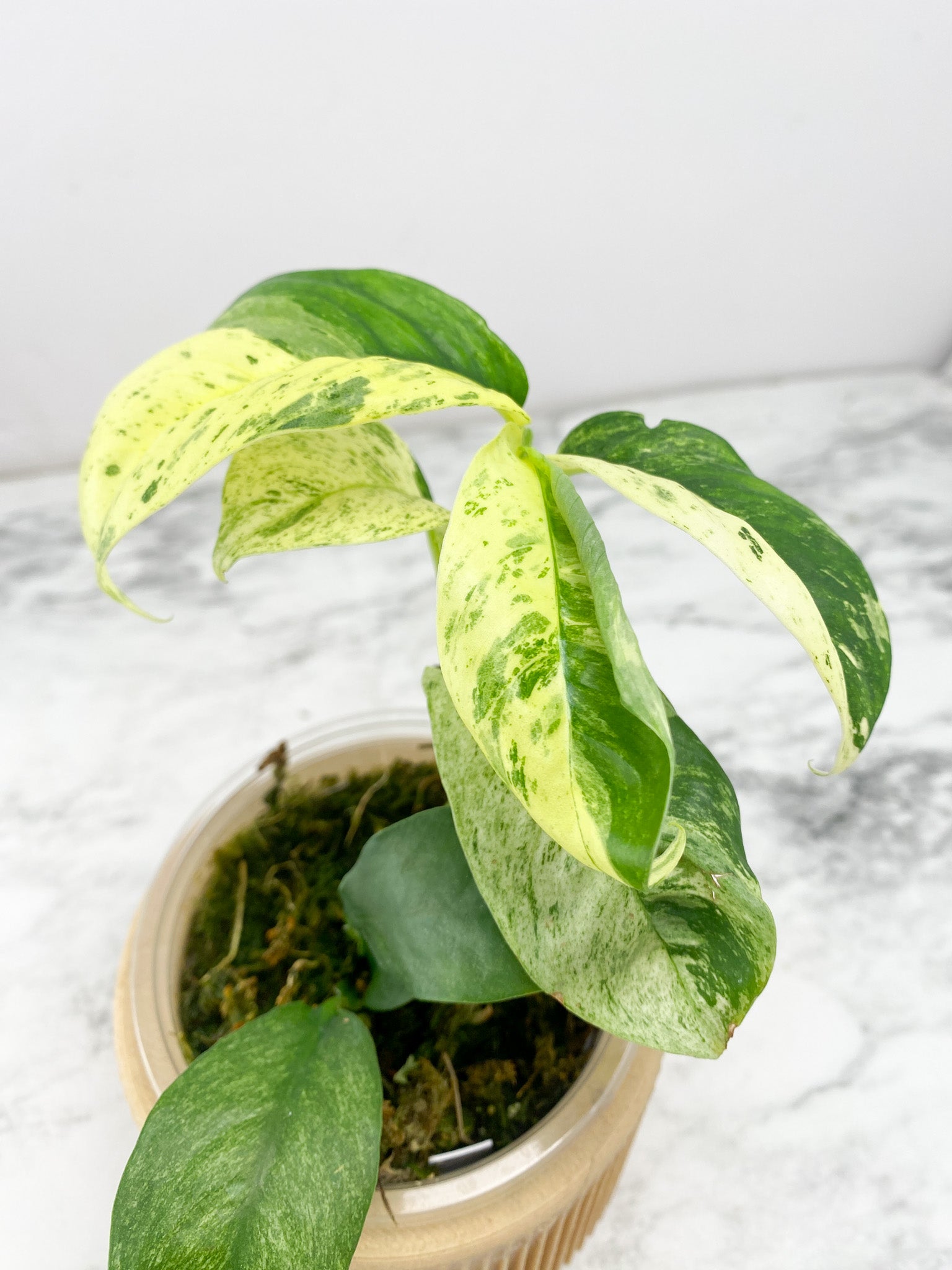 Rhaphidophora Puberula Variegated