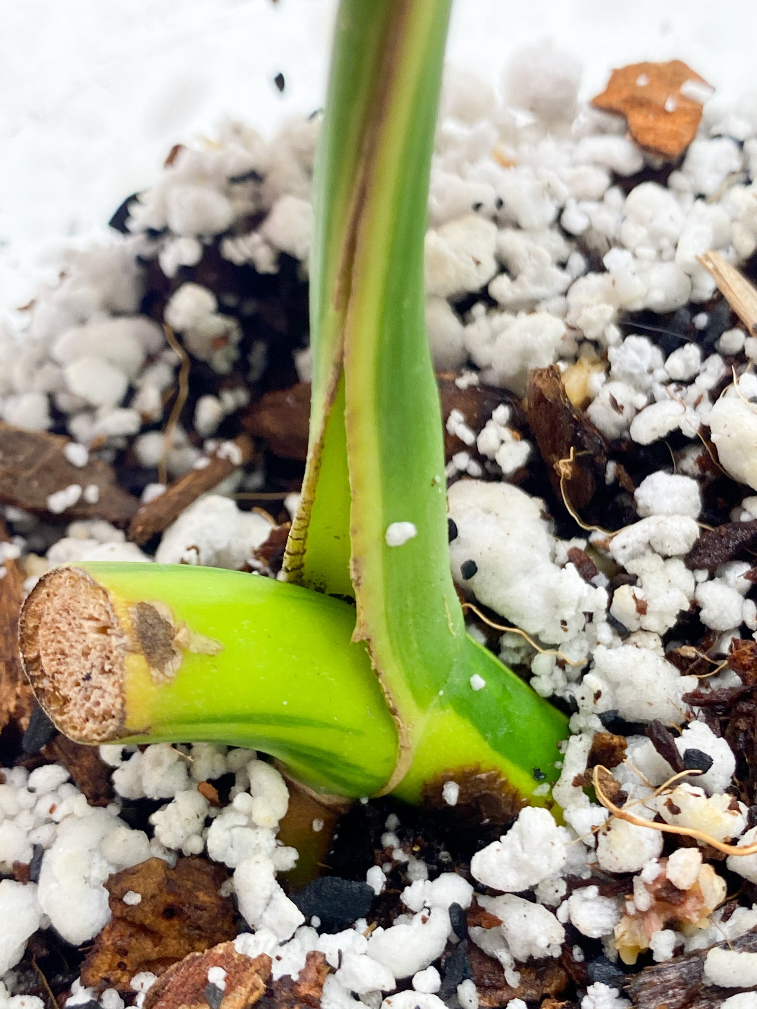 Monstera Aurea Tricolor 1 leaf 1 growth point