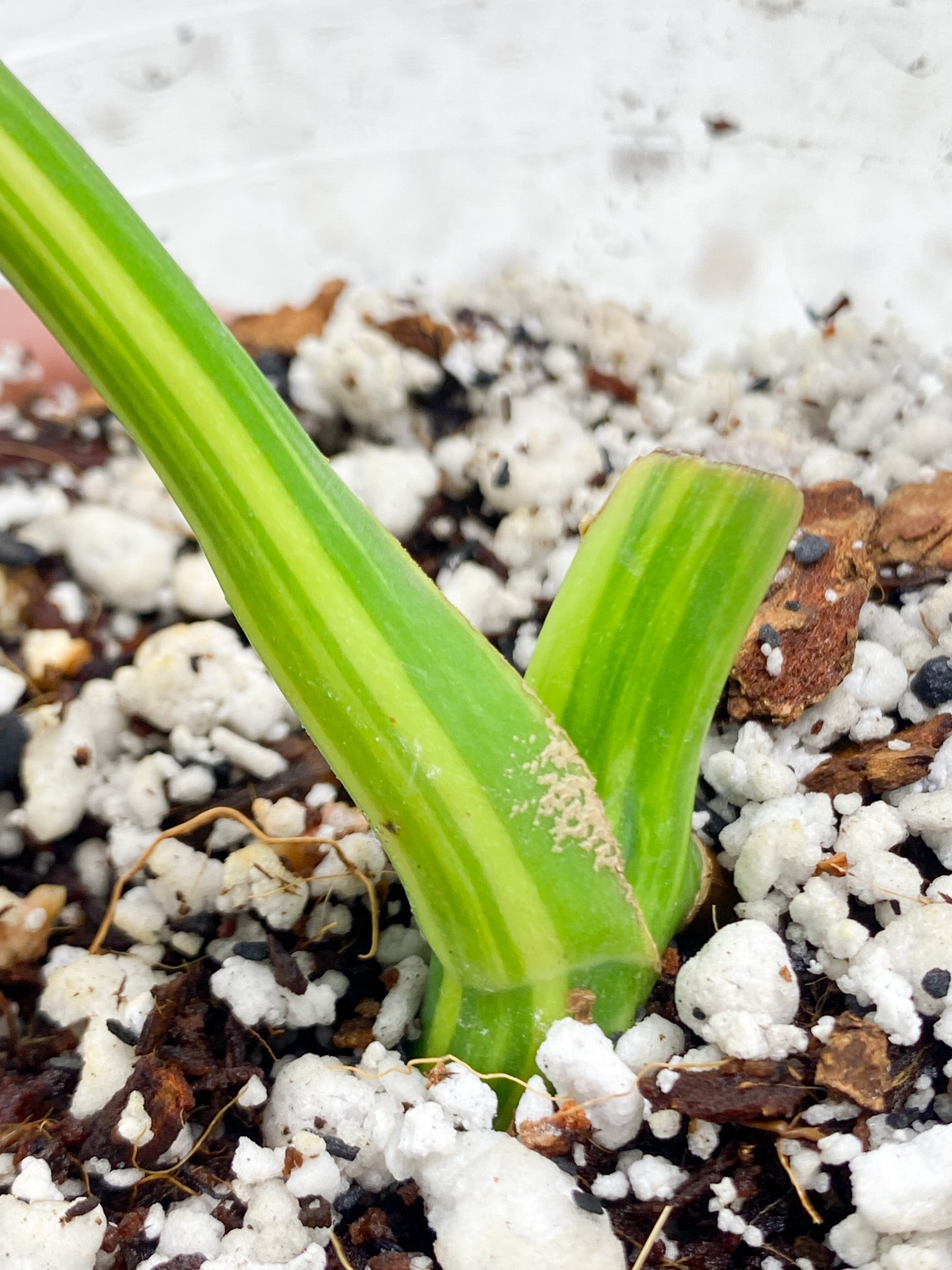 Monstera Aurea Tricolor 1 leaf 1 growth point