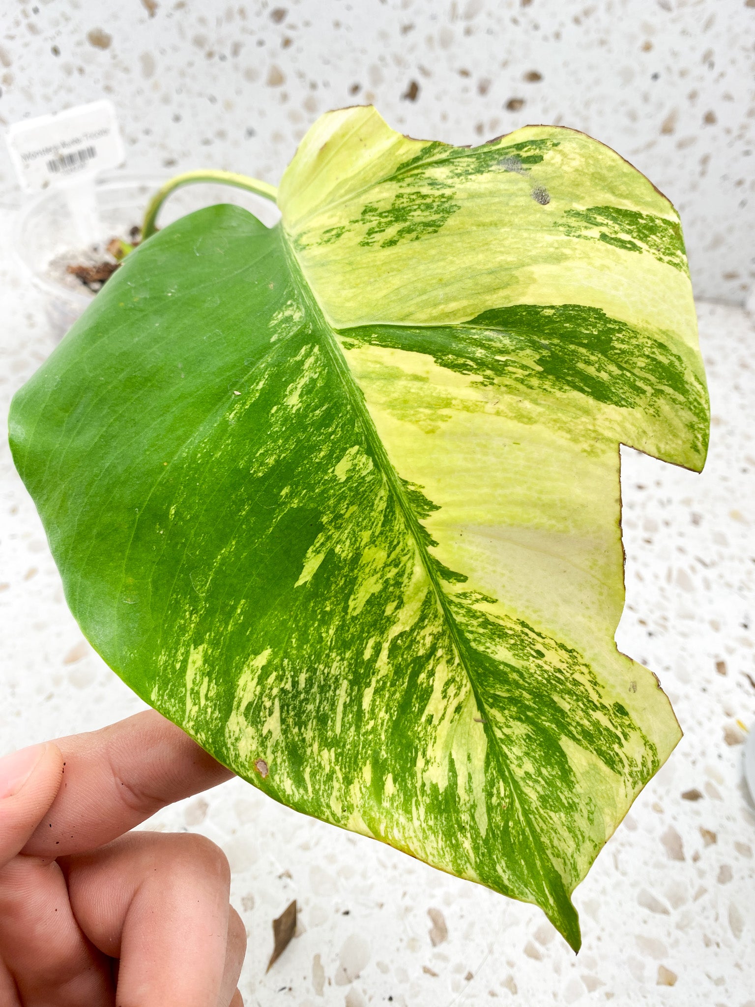Monstera Aurea Tricolor 1 leaf 1 growth point