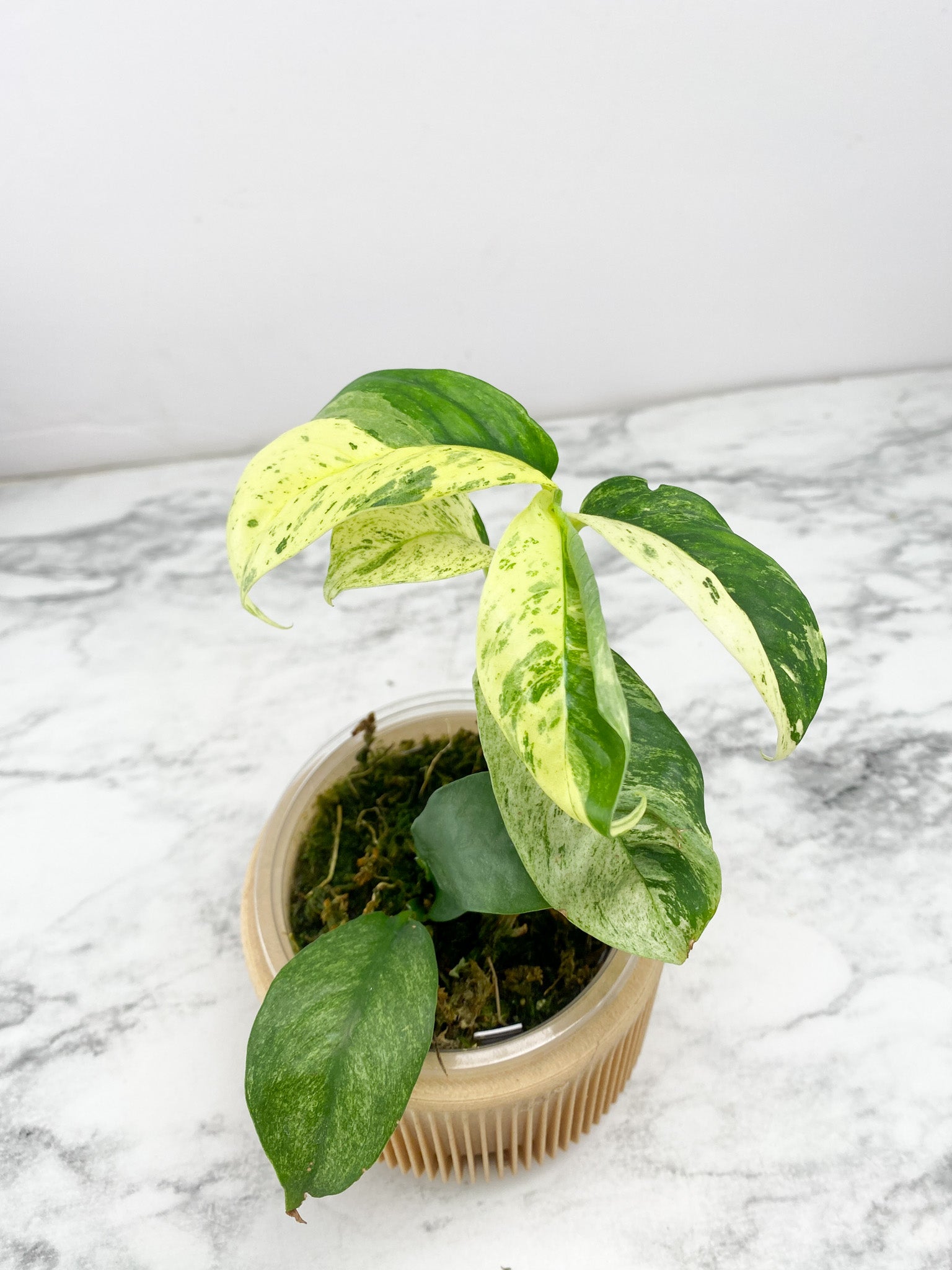 Rhaphidophora Puberula Variegated