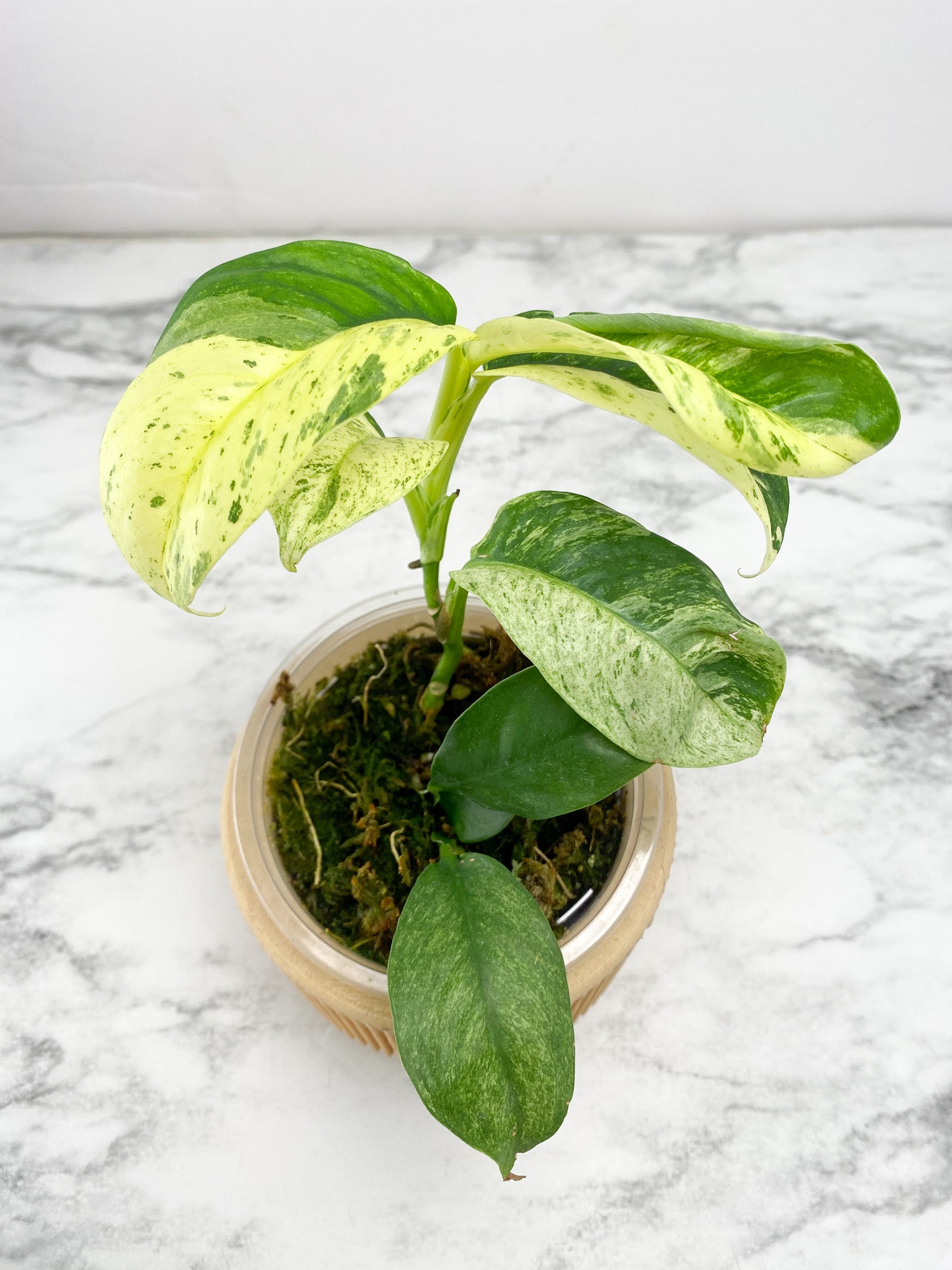 Rhaphidophora Puberula Variegated