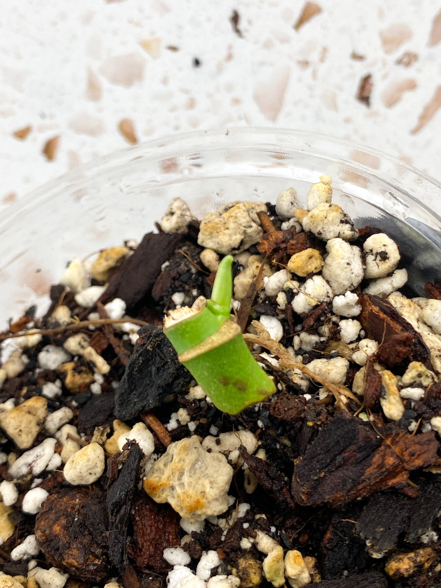 Monstera Adansonii Albo Tricolor node with sprout