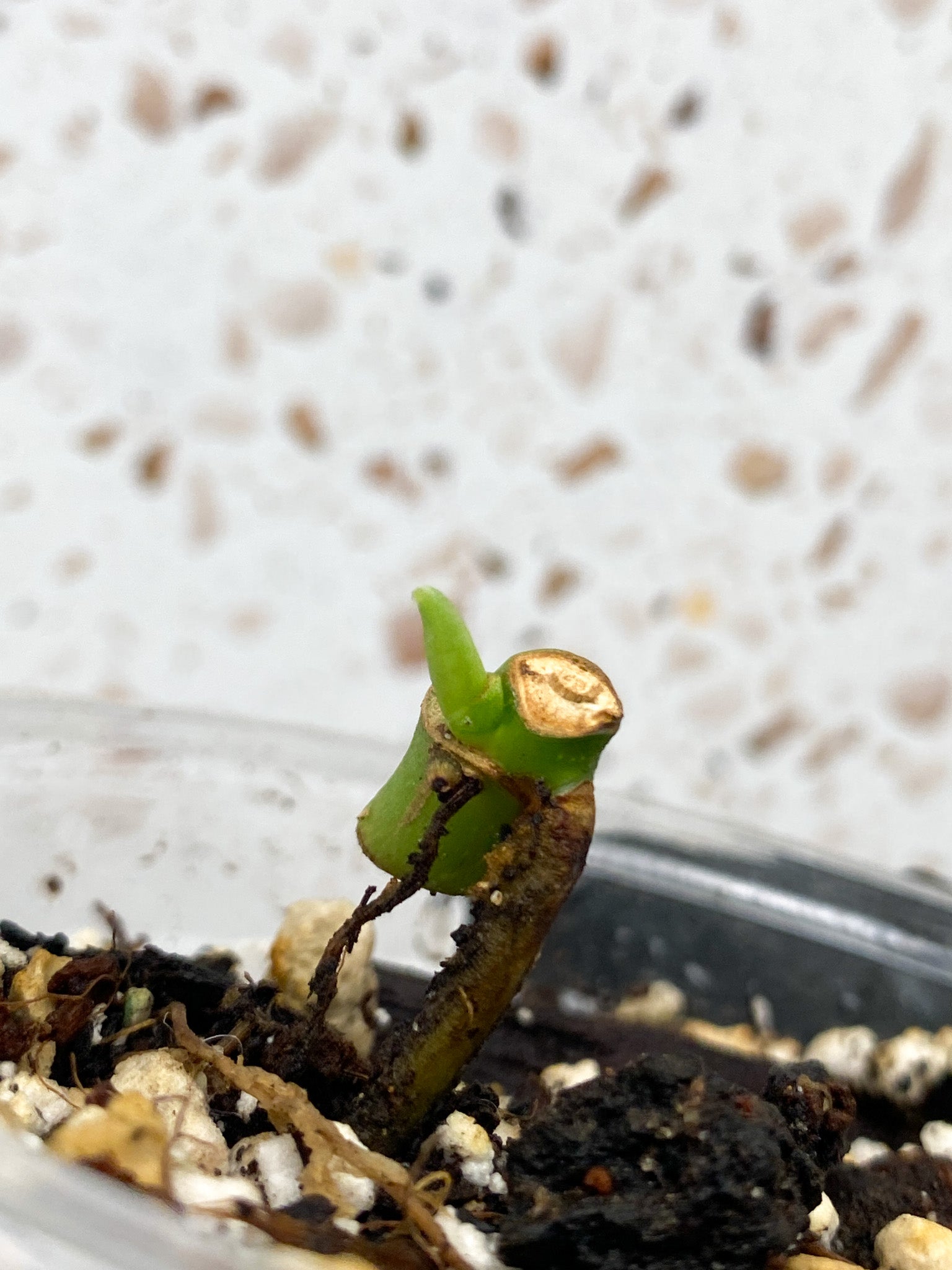 Monstera Adansonii Albo Tricolor node with sprout