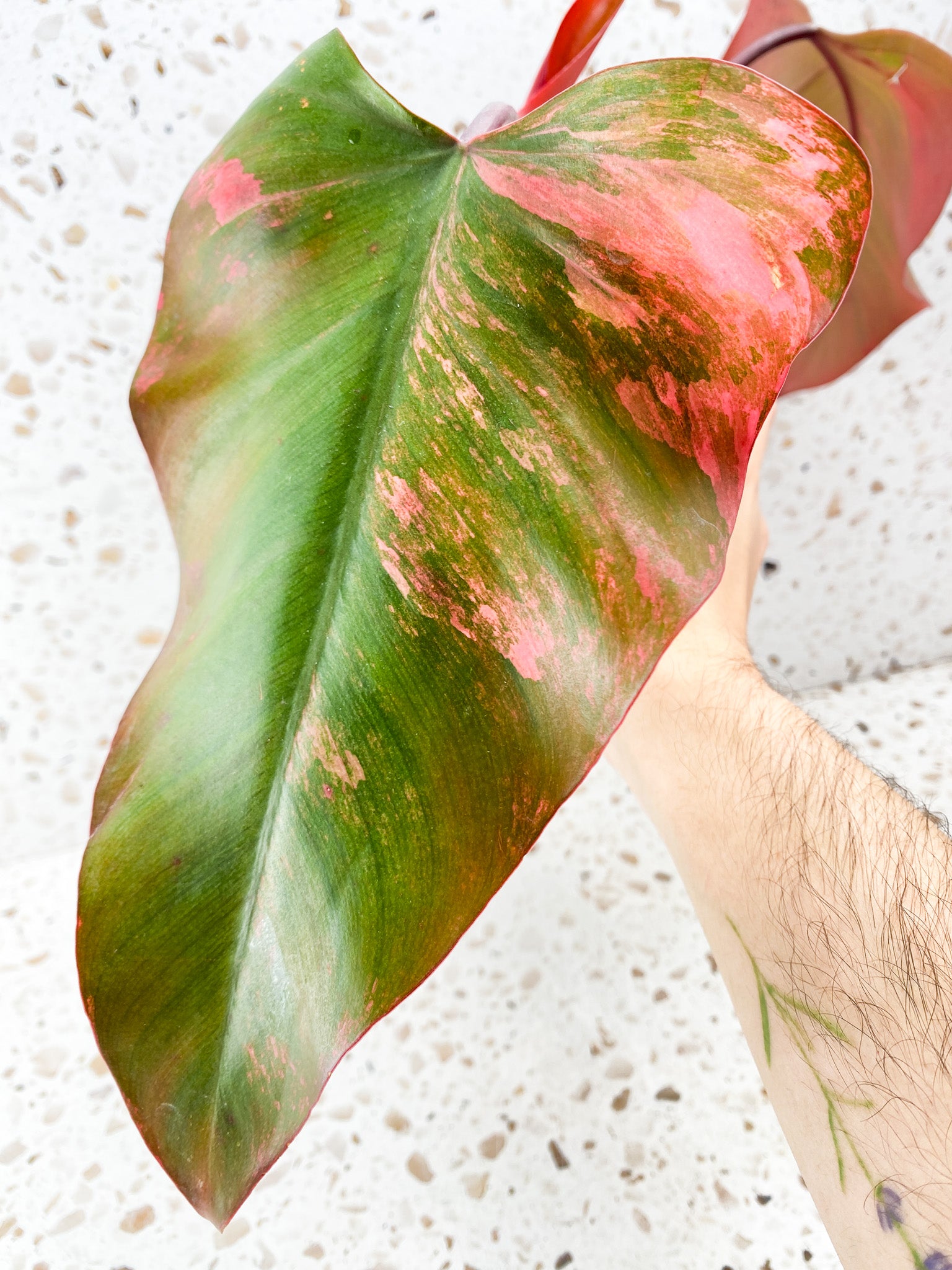 Philodendron Strawberry Shake 2 leaves and 1 unfurling very pink