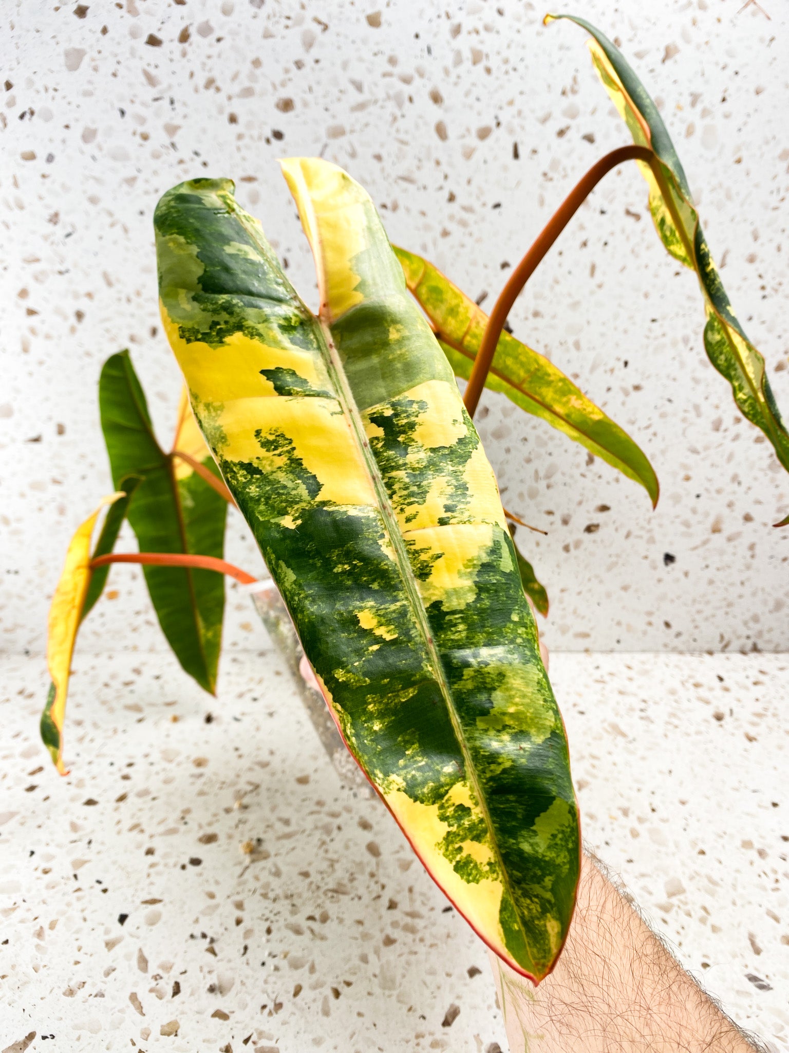 Philodendron Billietiae Variegated 7 leaves