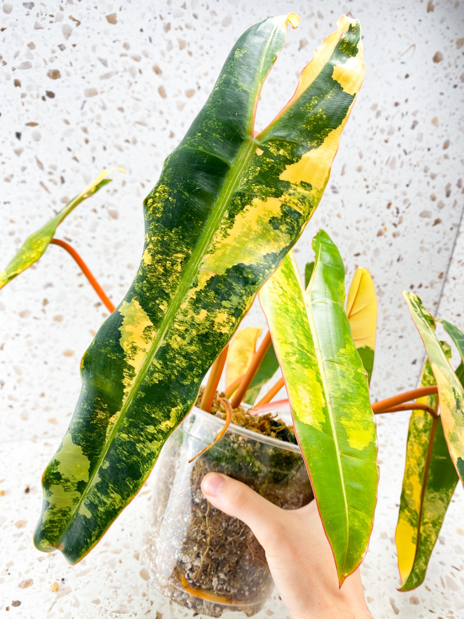 Philodendron Billietiae Variegated 7 leaves