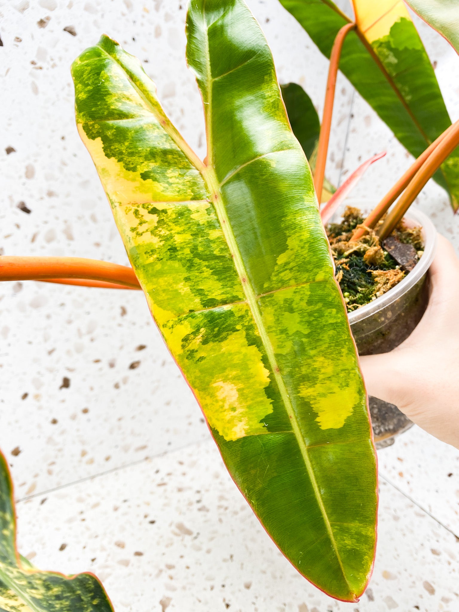 Philodendron Billietiae Variegated 7 leaves