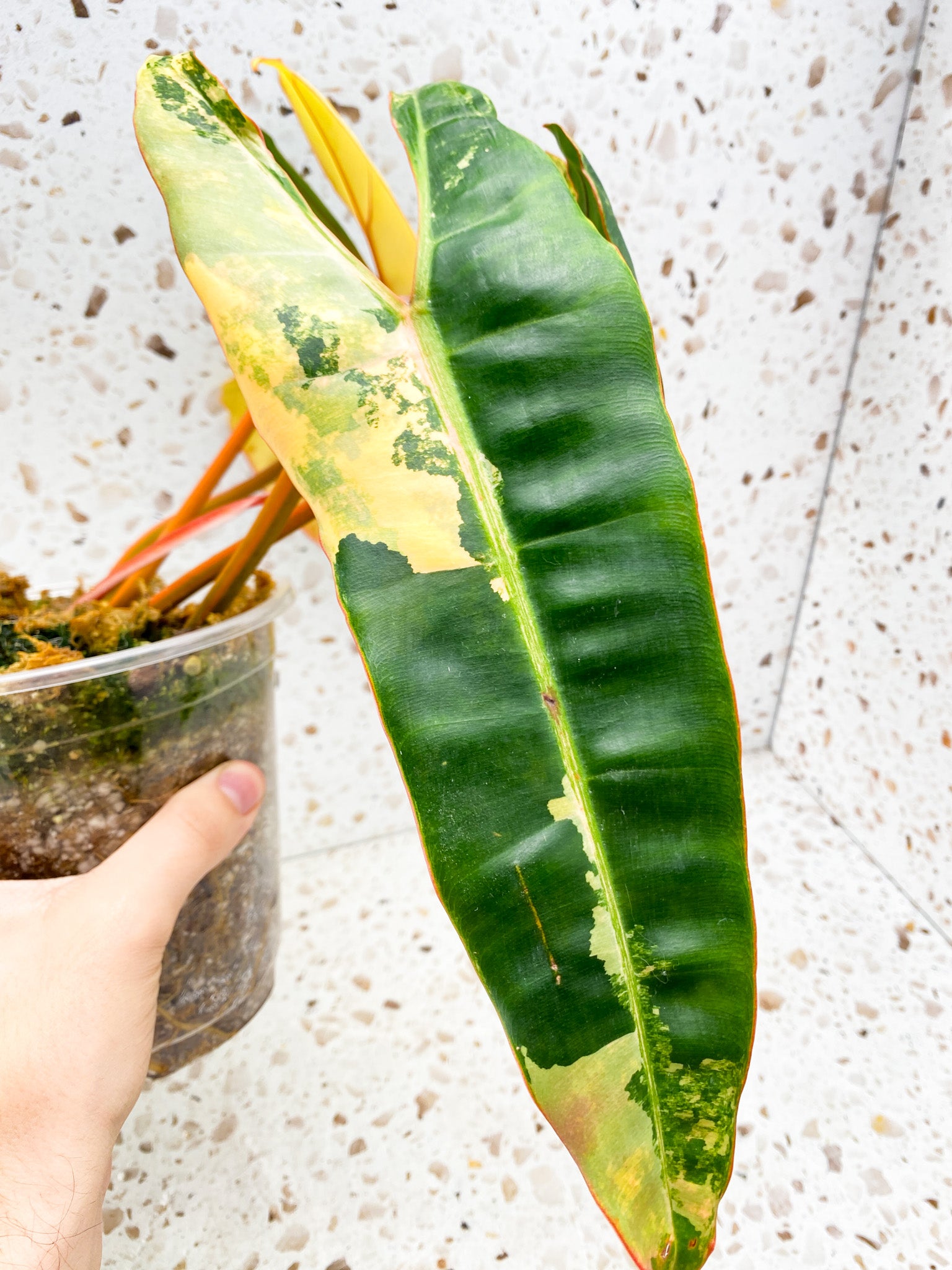 Philodendron Billietiae Variegated 7 leaves