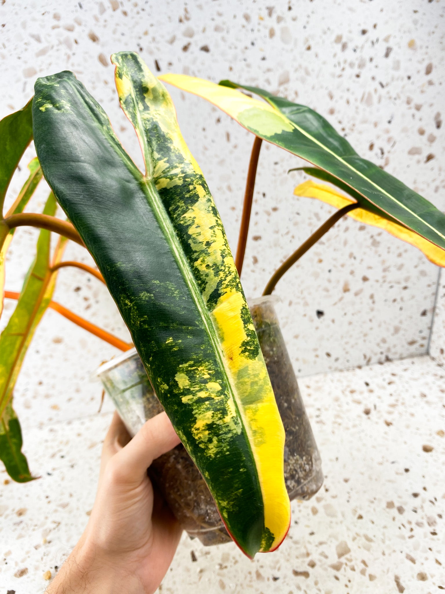 Philodendron Billietiae Variegated 7 leaves