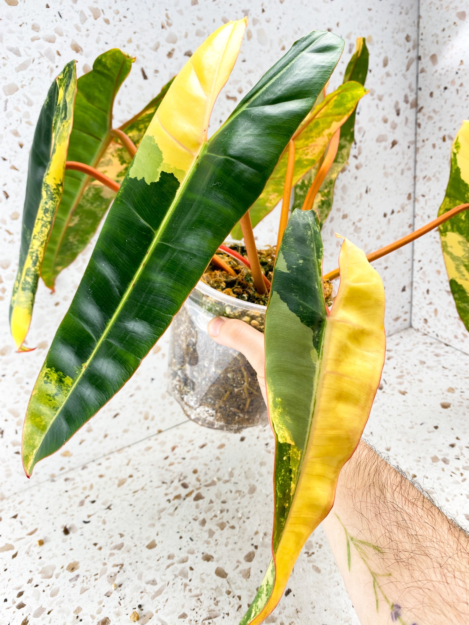 Philodendron Billietiae Variegated 7 leaves