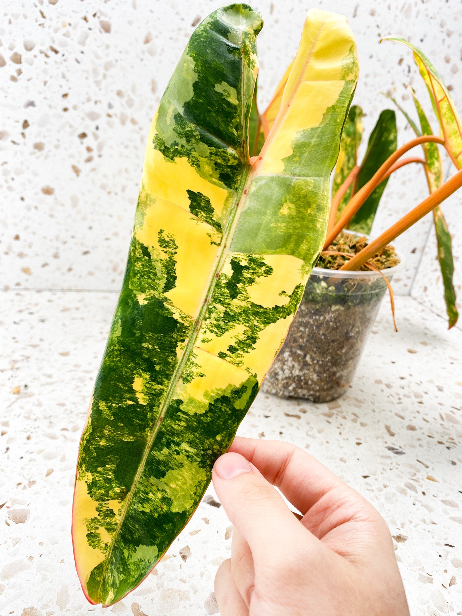 Philodendron Billietiae Variegated 7 leaves