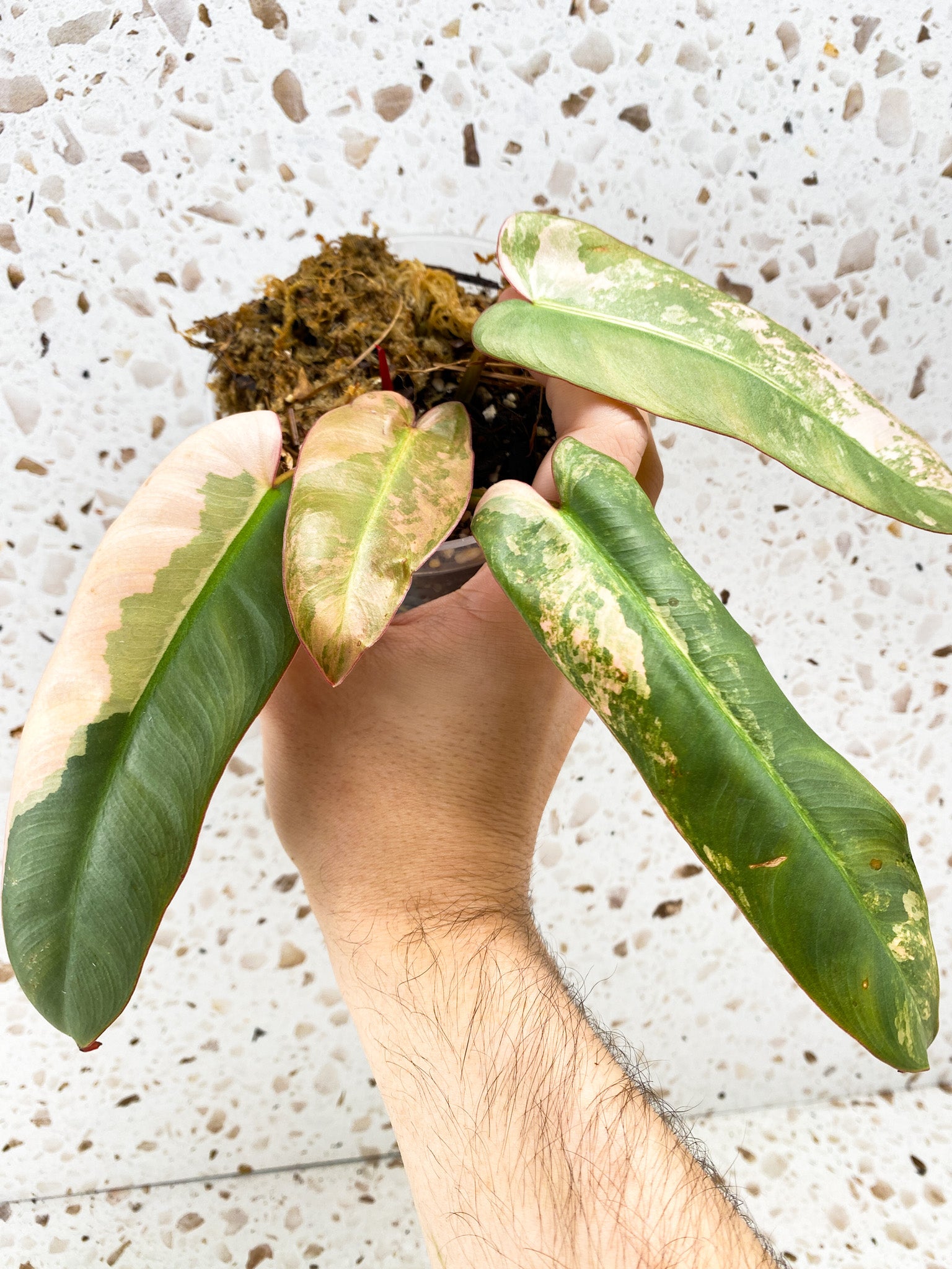 Philodendron Atabapoense Variegated 4 leaves 1 shoot